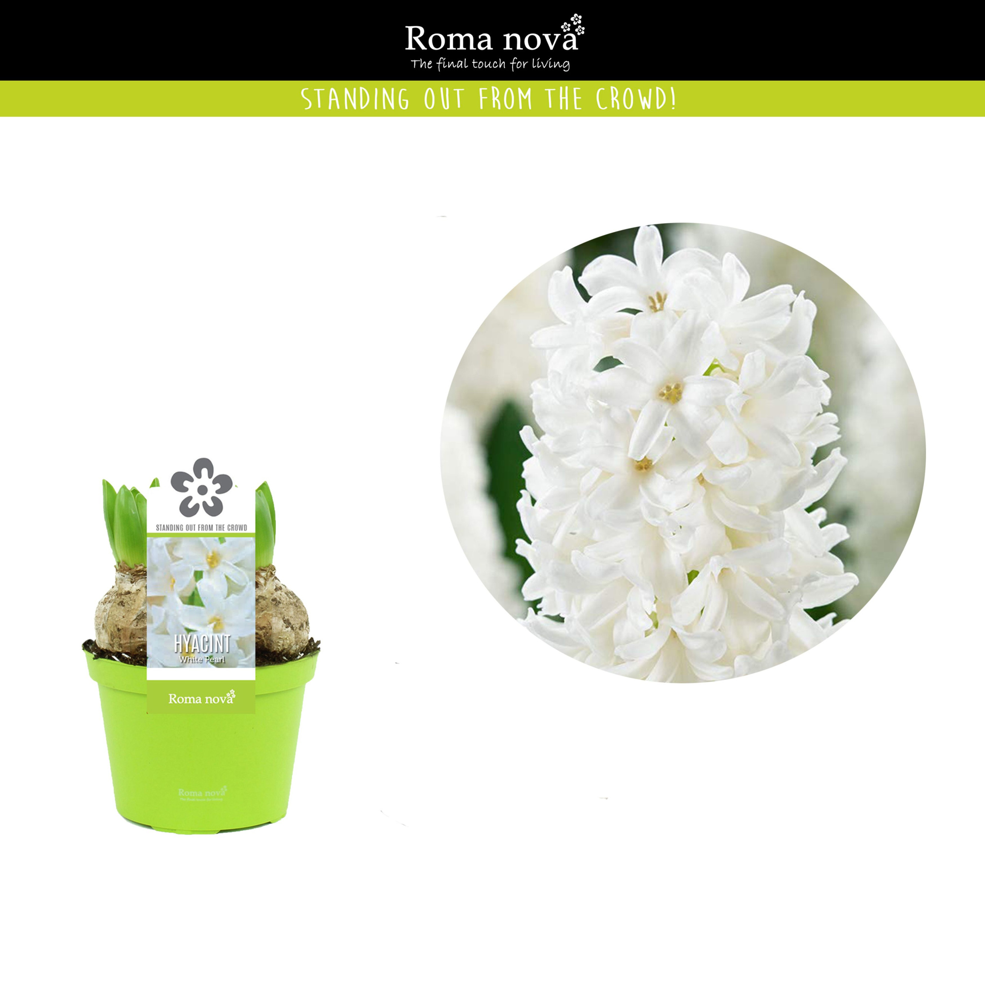 Hyacint White Pearl 12cm, D 12