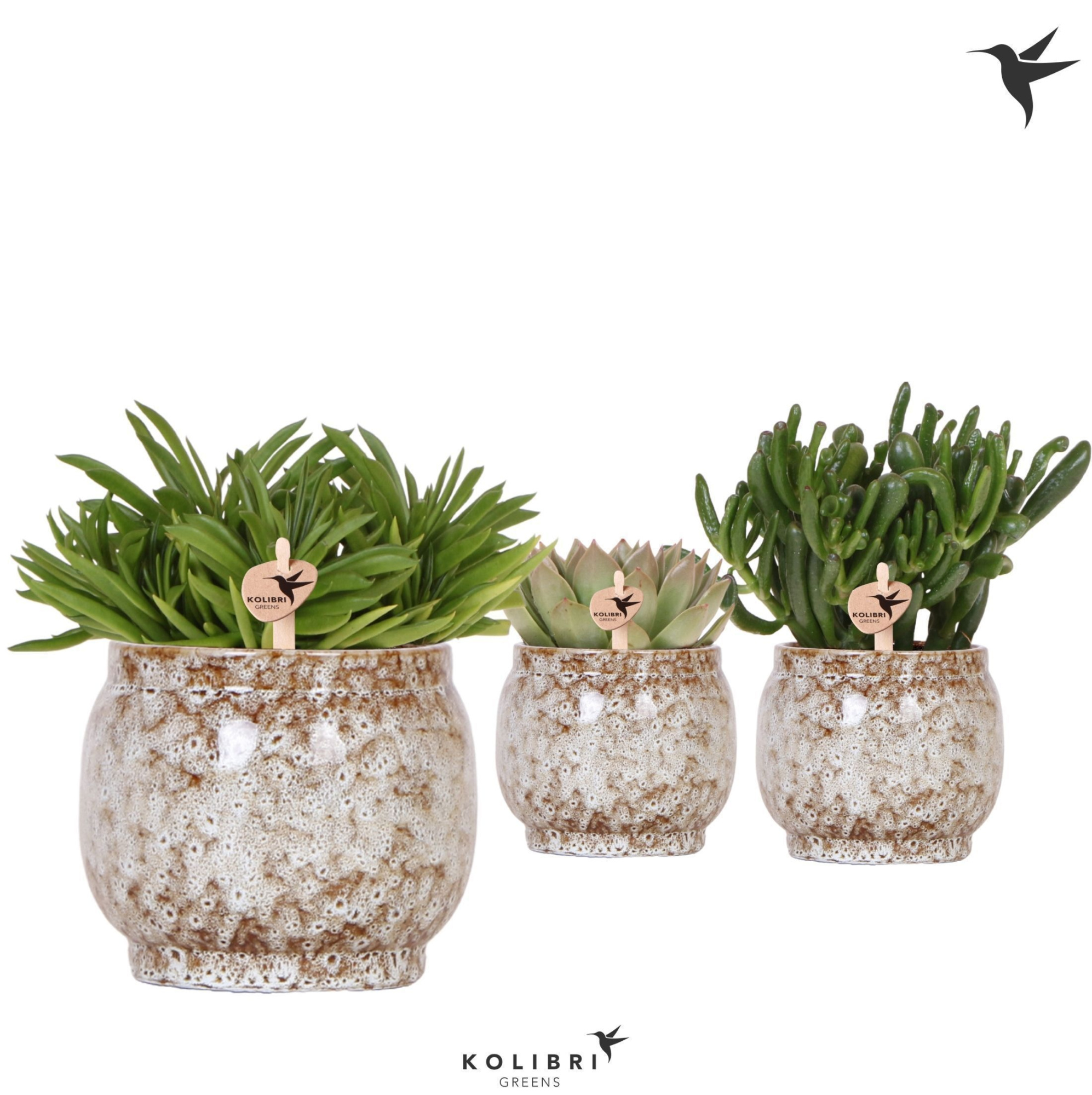 Kolibri Greens Succulenten mix in Safari pot, D 12