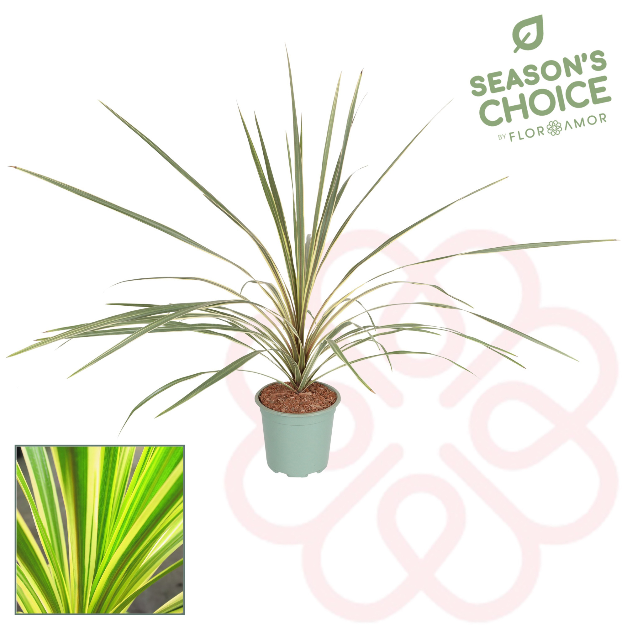 Cordyline 'Torbay Dazzler' 65 - 75 cm, D 17