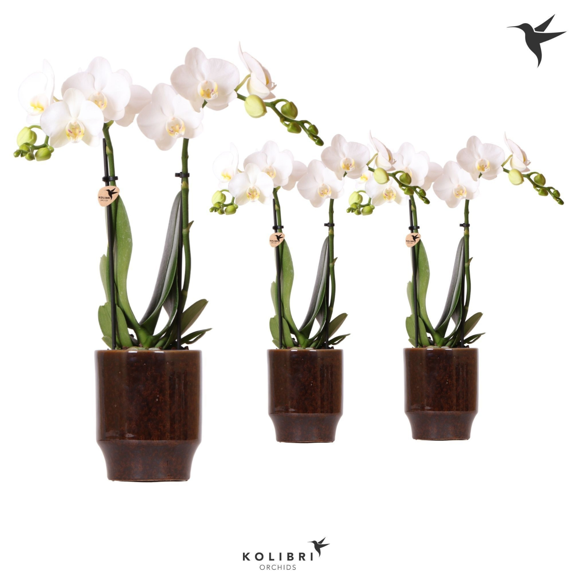 Kolibri Orchids Phalaenopsis white 2 spike in Classy pot brown, D 9