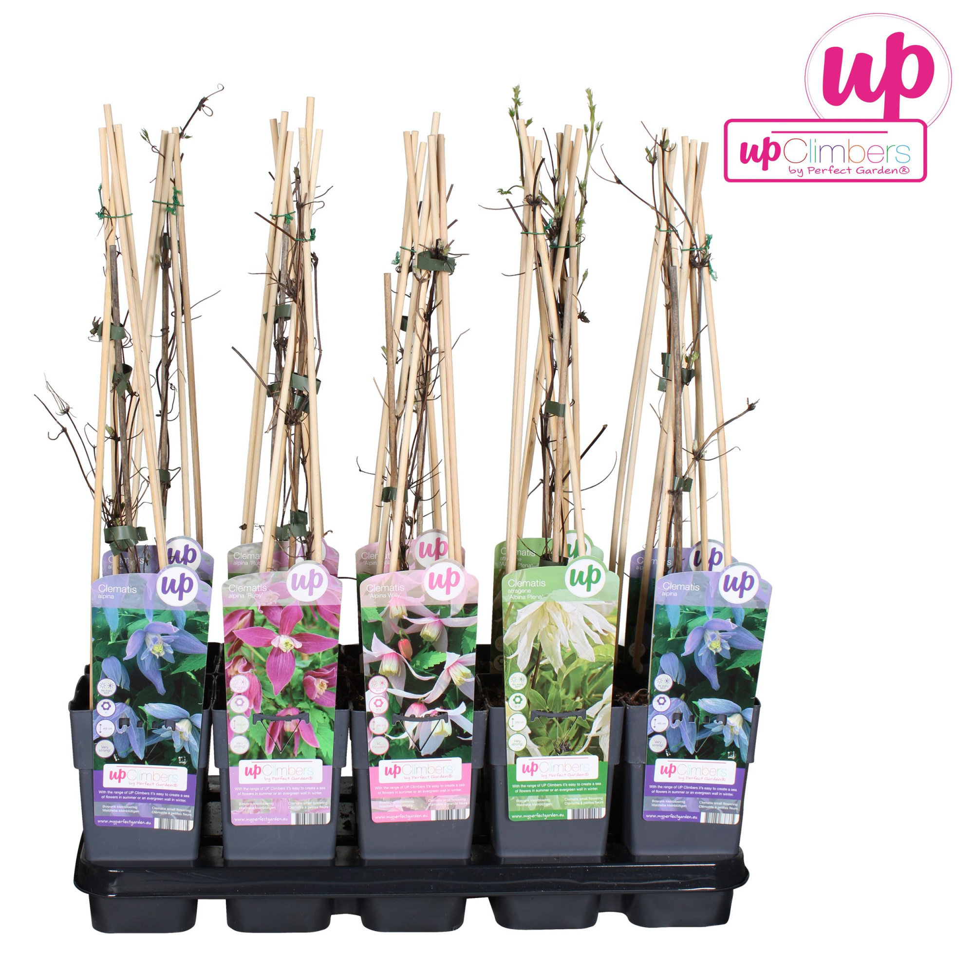 Clematis Alpina mix laag P15, D 15