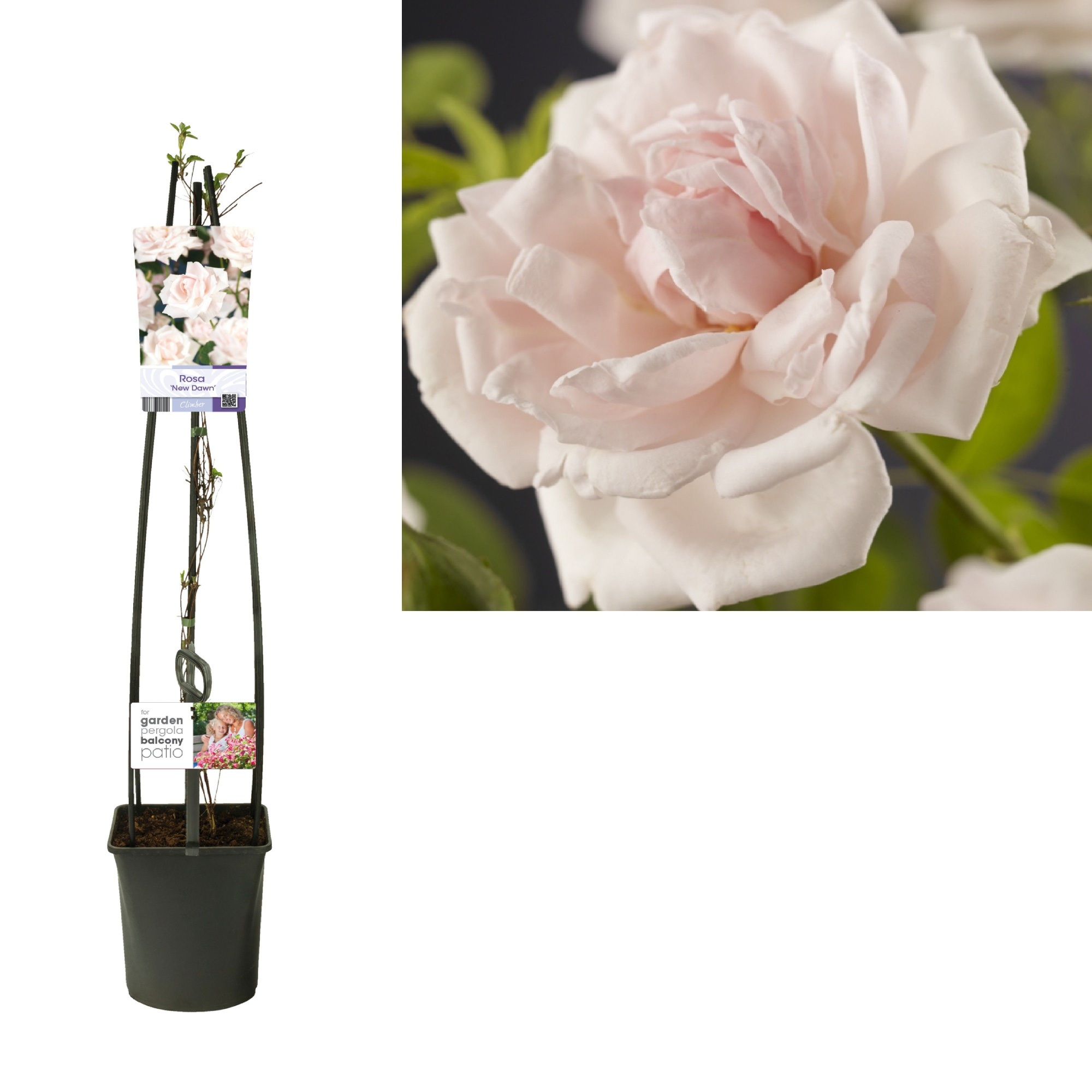 Rosa 'New Dawn' +light label, D 23