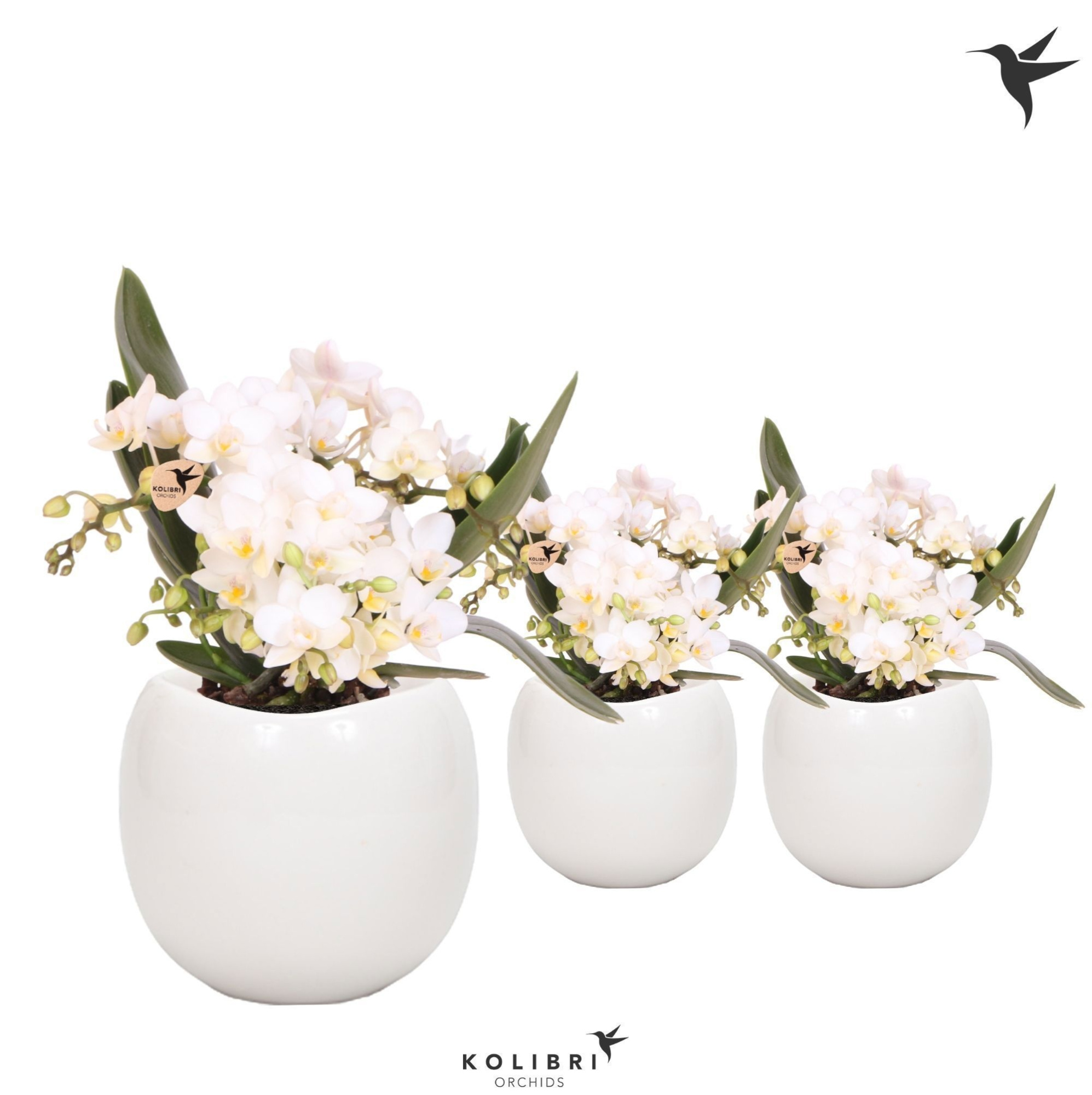 Kolibri Orchids Phalaenopsis Nazare 4 spike in Bowl pot white, D 9