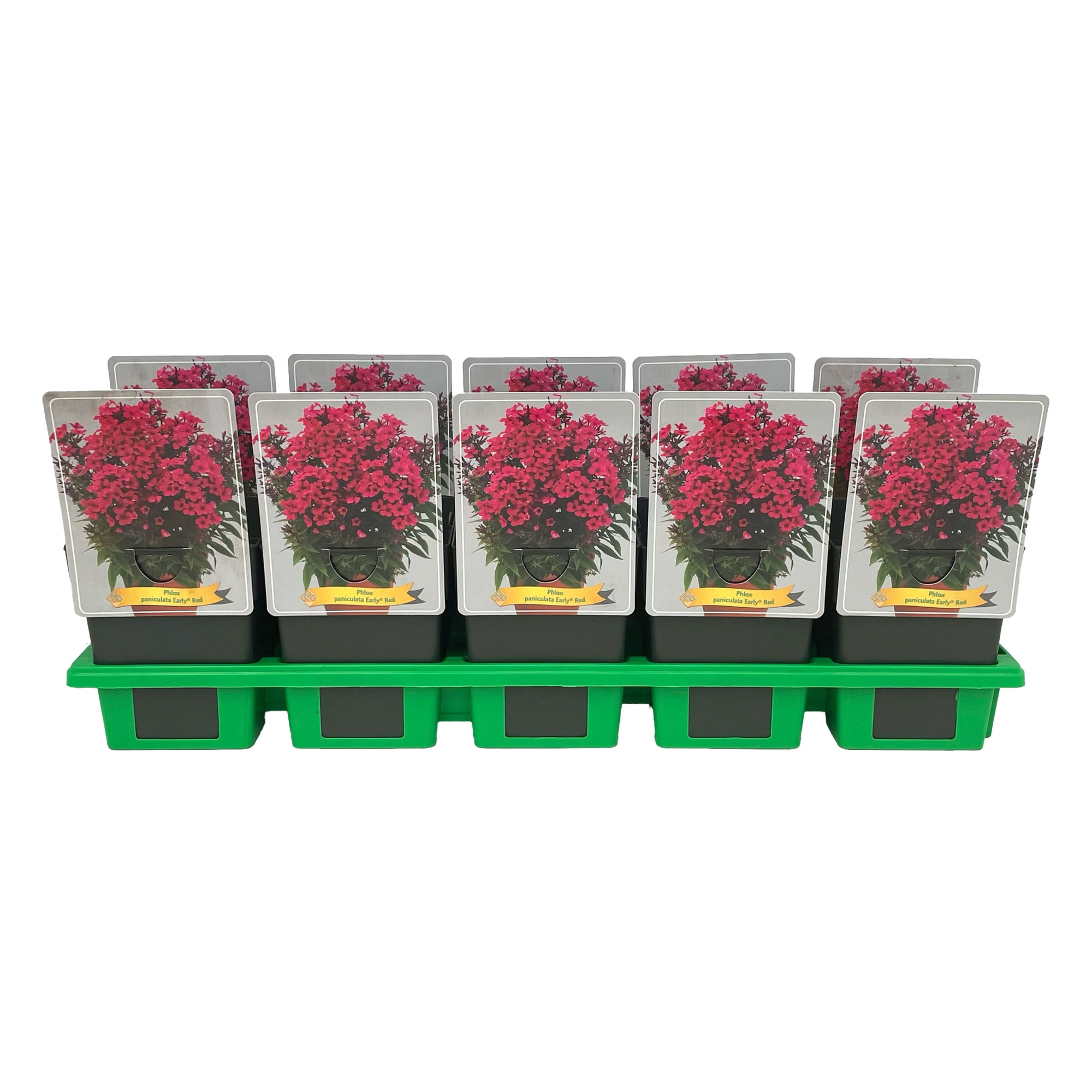 Phlox Paniculata 'Early Red' P11, D 11