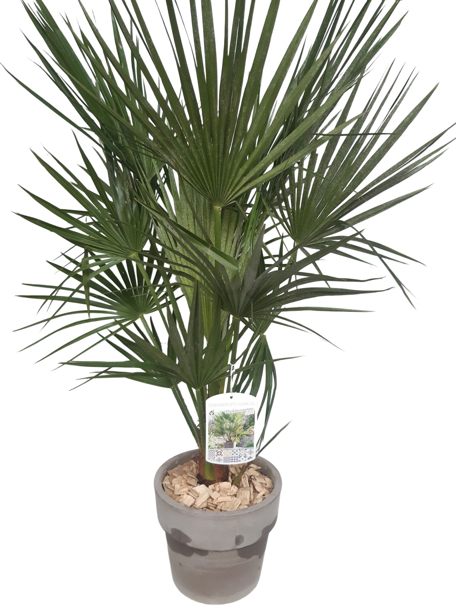 CK25CH Terraspot grijs Chamaerops humilis, D 25