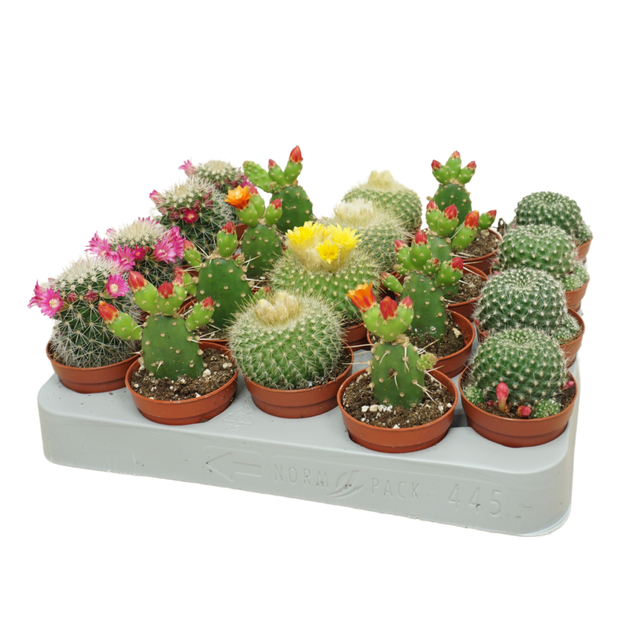 Cactus bloeiend 'de luxe' mix 5,5 cm, D 5,5