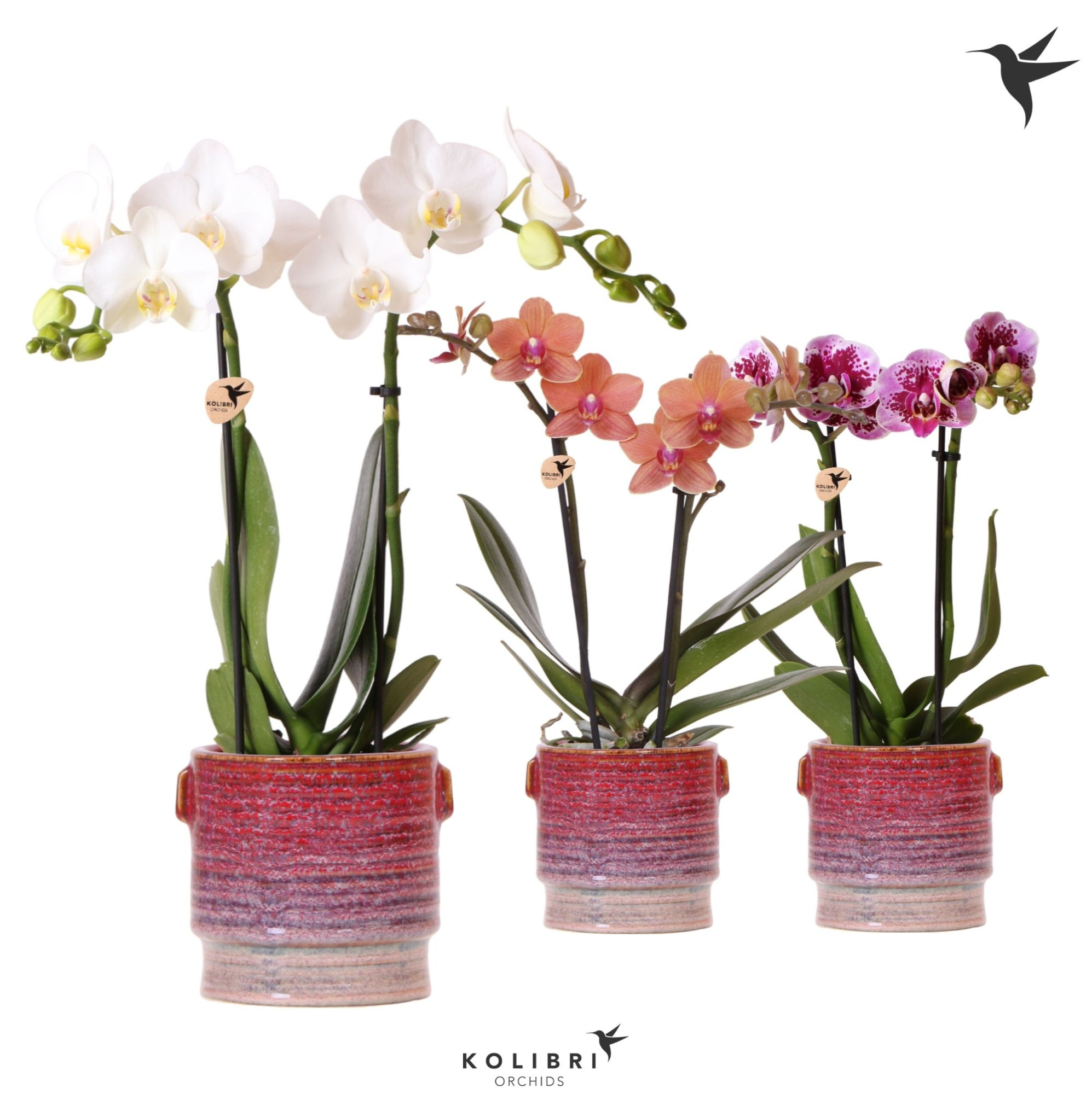 Kolibri Orchids Phalaenopsis mix 2 spike in Aura pot, D 9