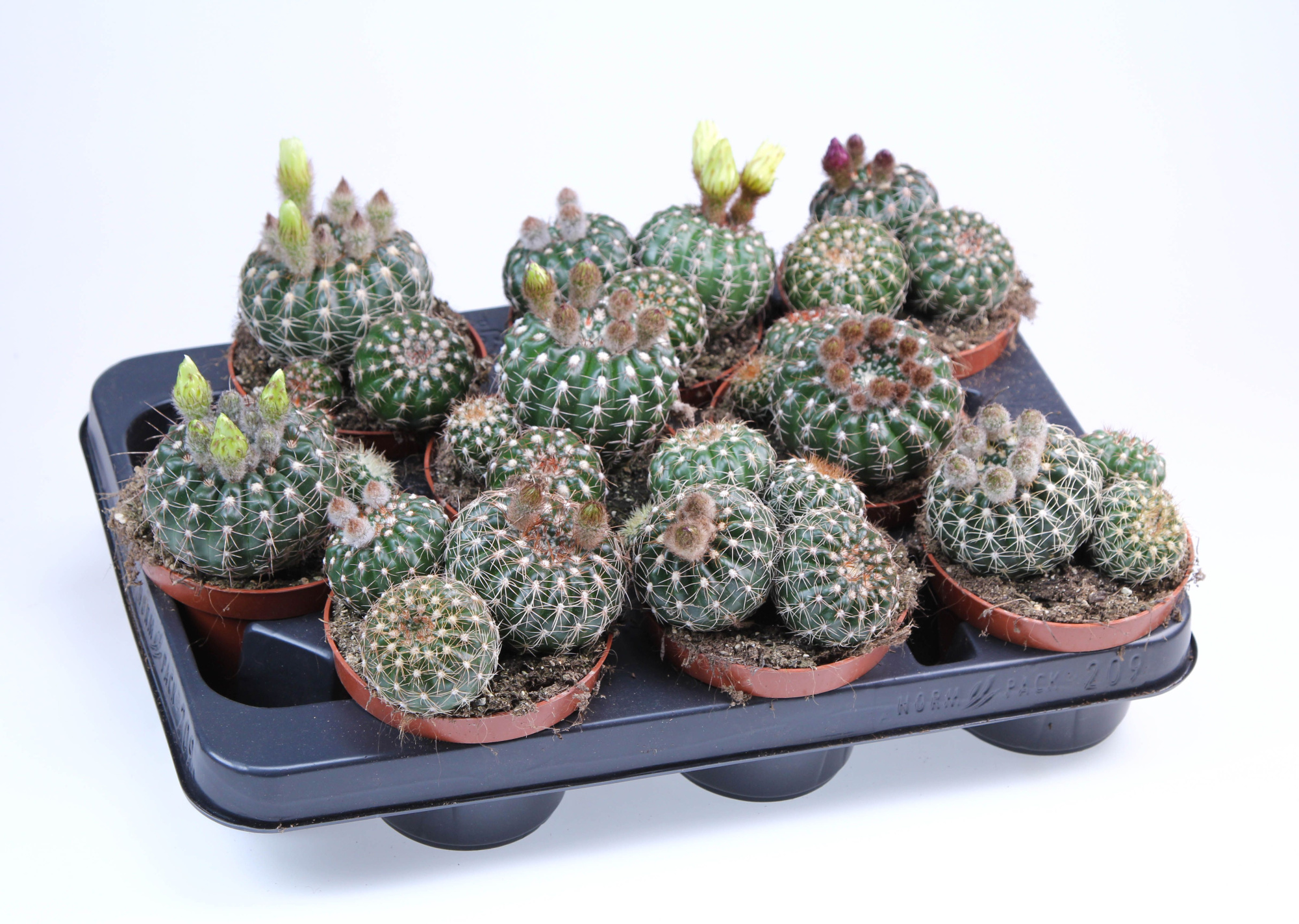 Notocactus Eubelmanianus, D 10,5