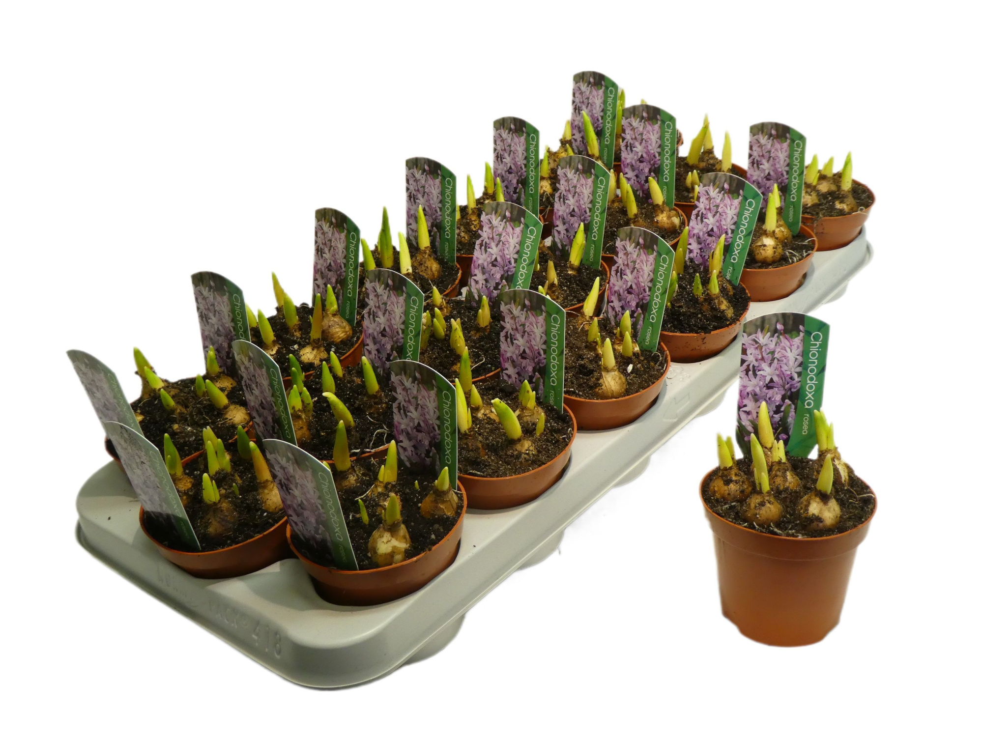 Chionodoxa rosea, D 9