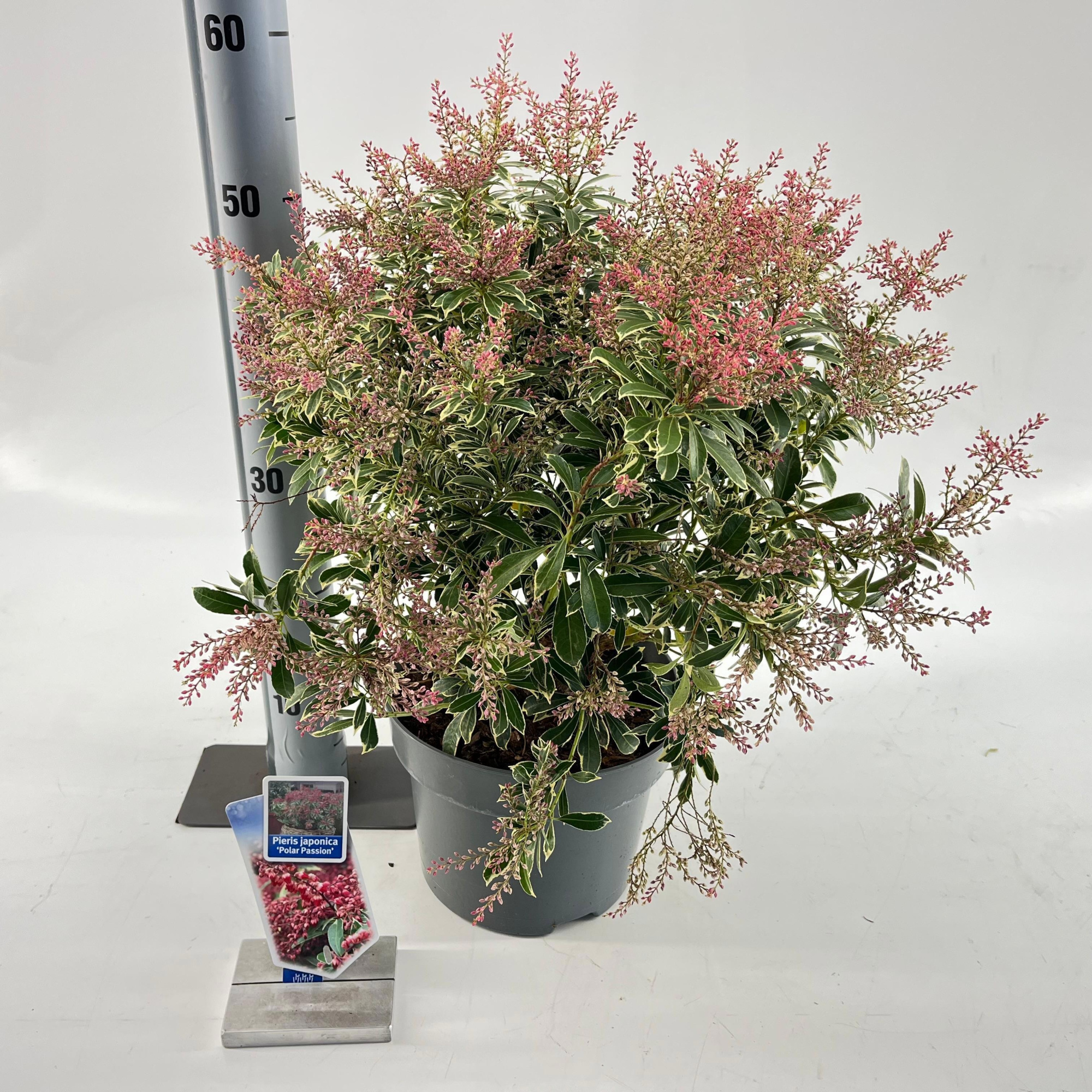 Pieris jap. Polar Passion ('PPOBAS'PBR), D 23