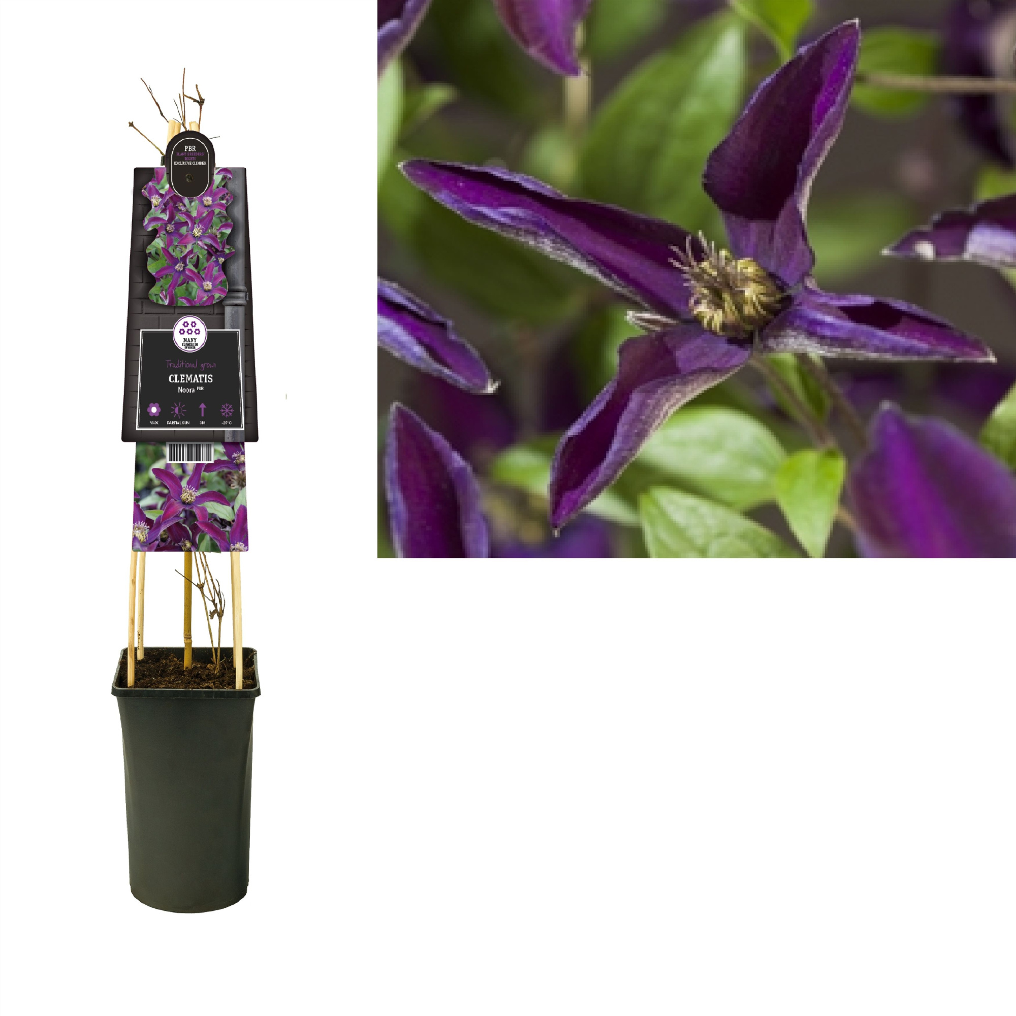 Clematis Noora PBR +3.0 label, D 17