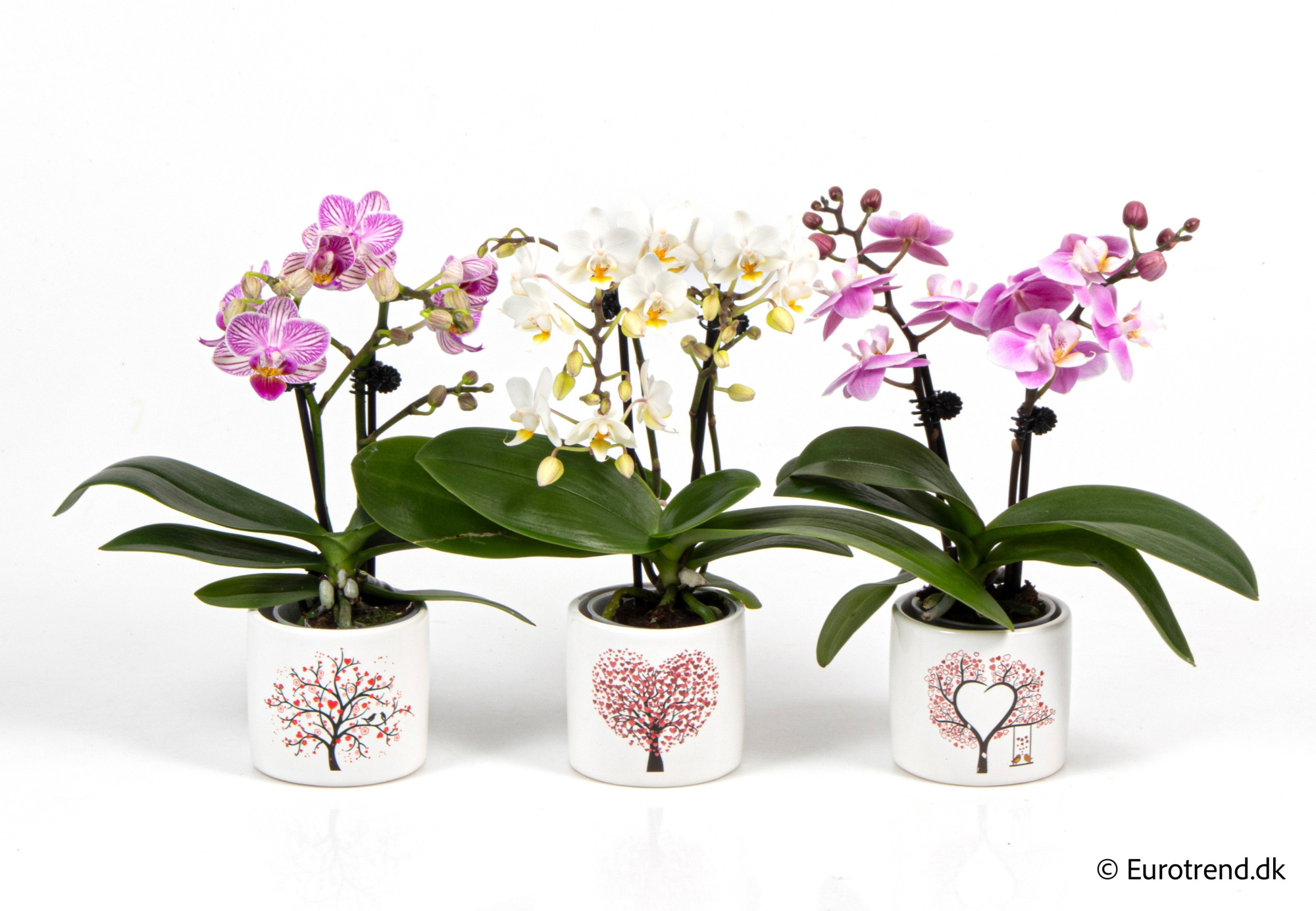 Phalaenopsis in Valentine ceramic 2026, D 6