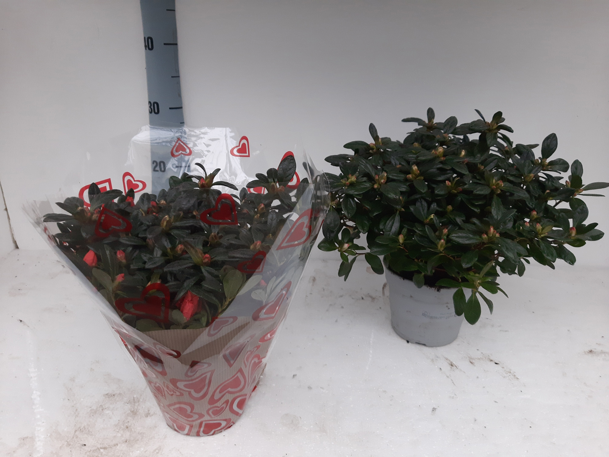 AZALEA BLOEI VALENTIJN HANNE 32 CM, D 14