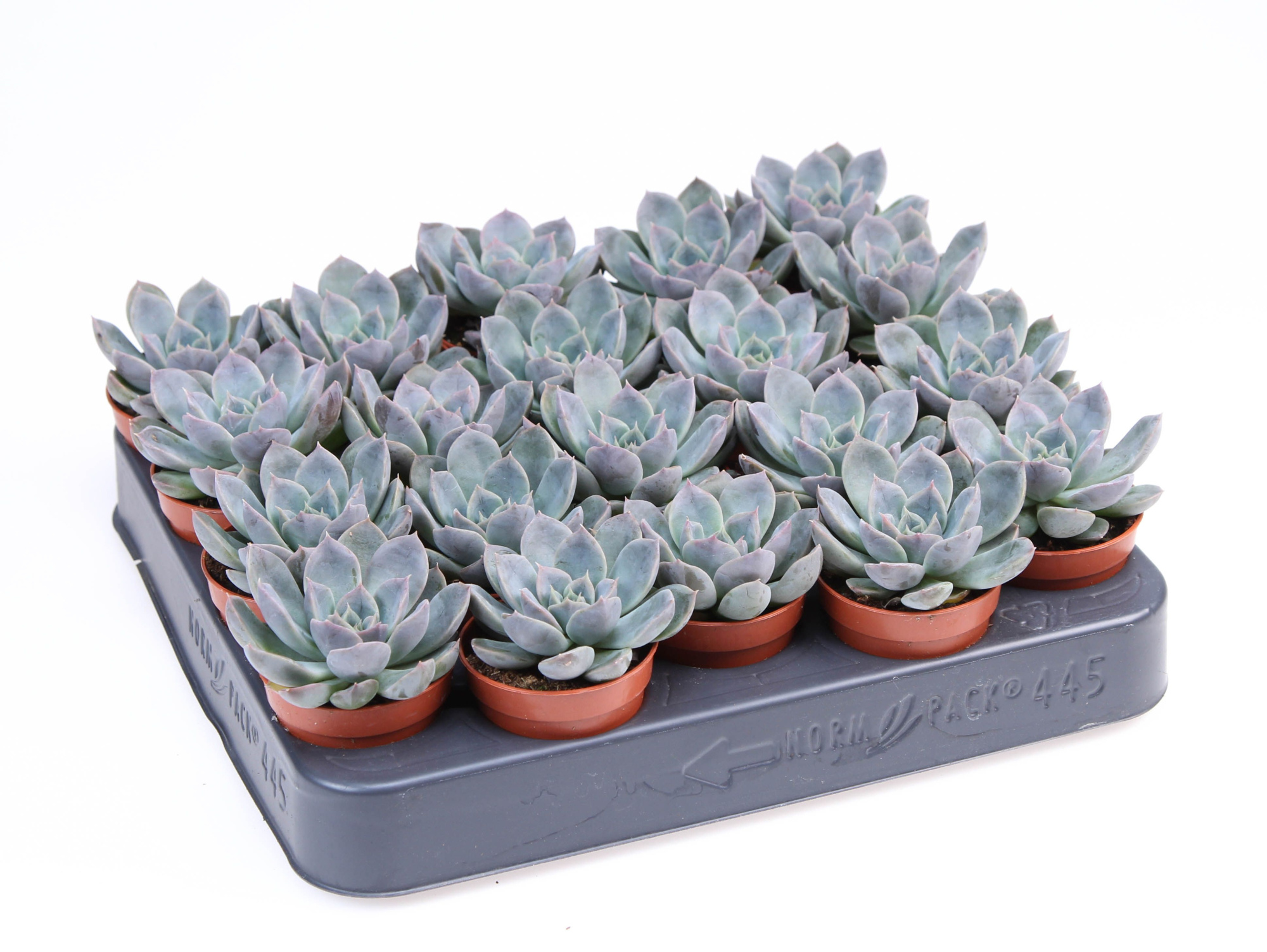 Echeveria hybrid Zibal, D 5,5