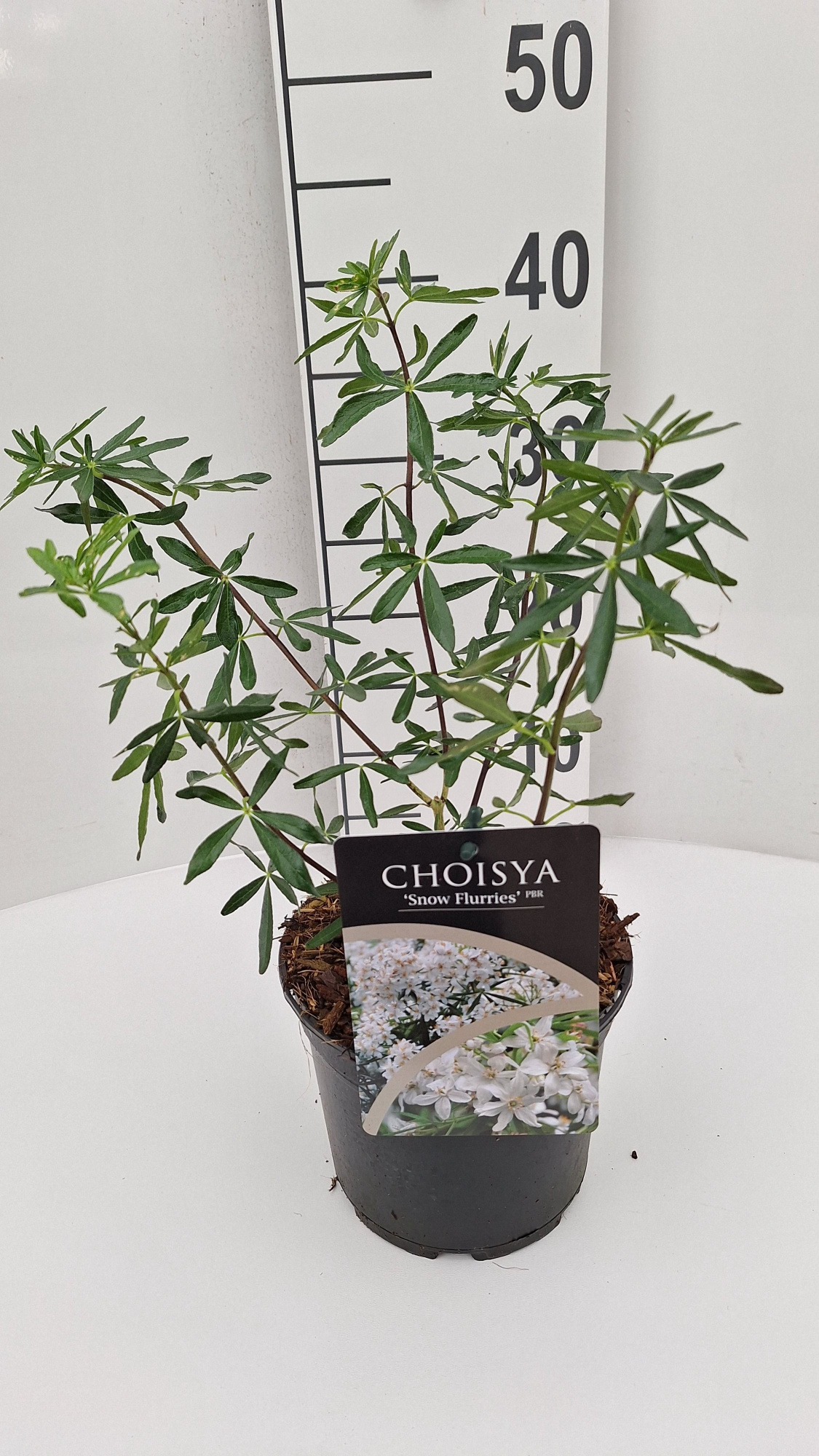 Choisya Snow Flurries, D 17