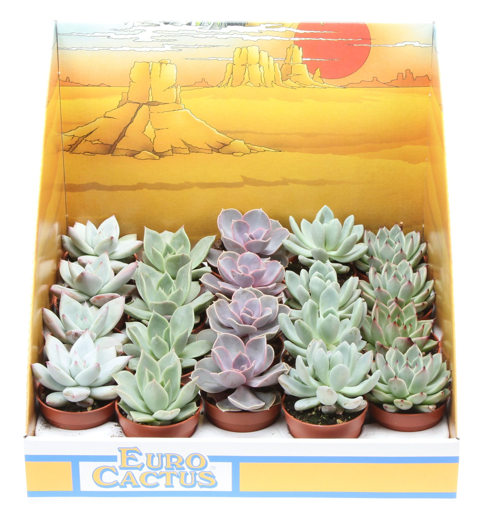 Echeveria mix in showdoos, D 5,5