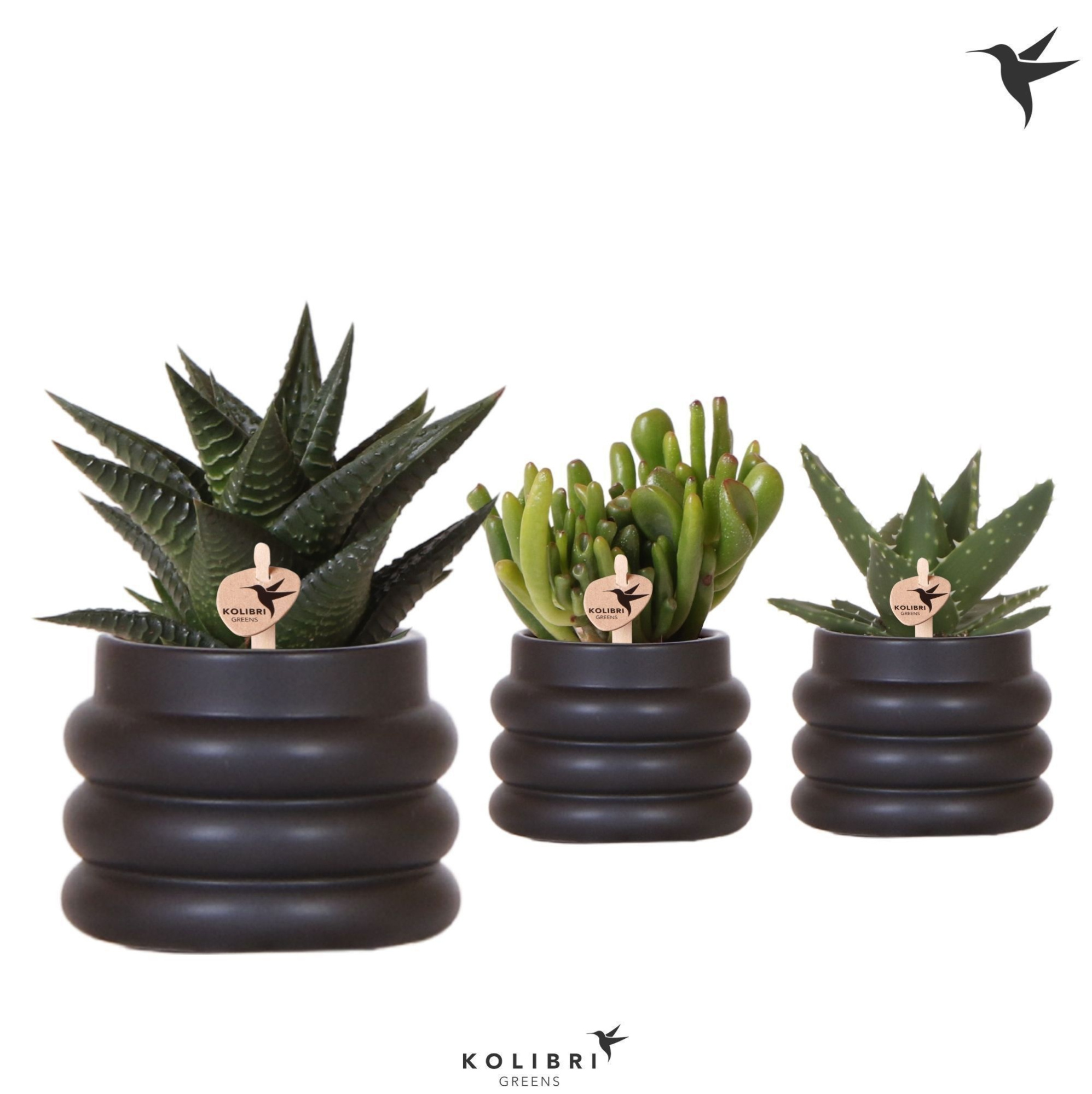 Kolibri Greens Succulenten mix in Bubble pot black, D 6