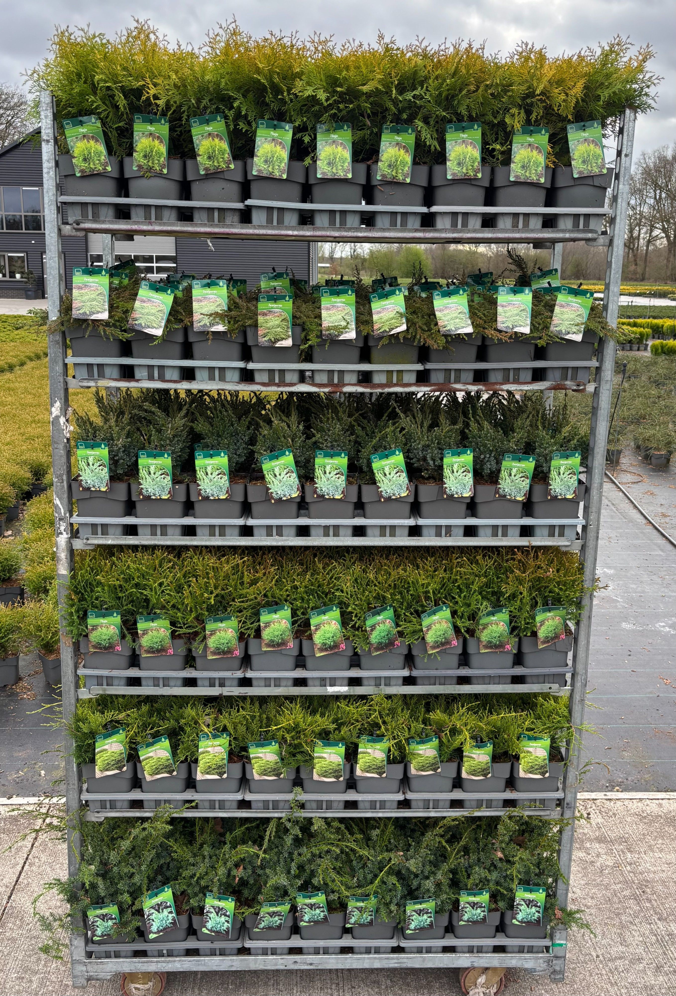 Coniferen overig, D 17