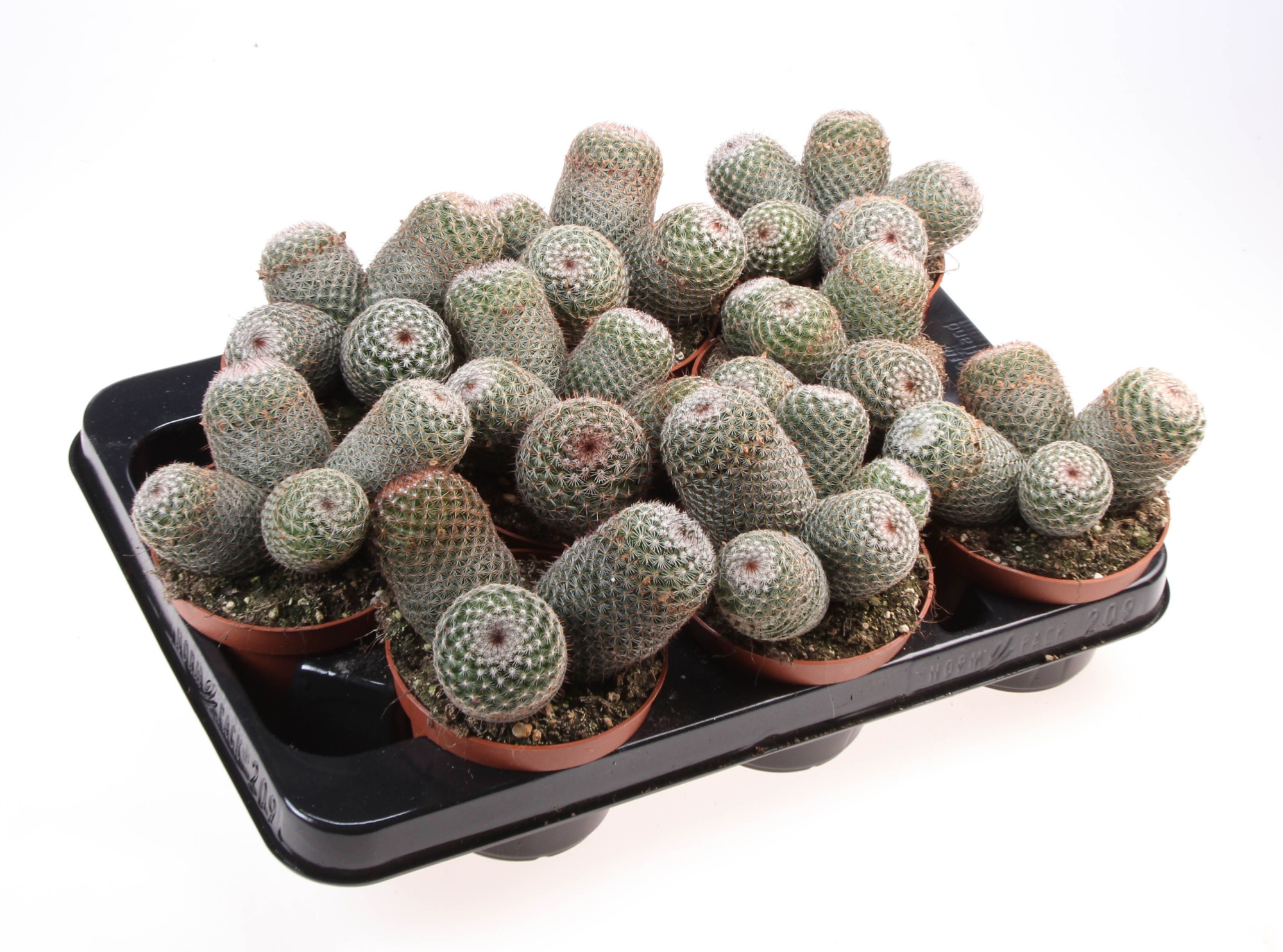 Mammillaria matudae, D 10,5