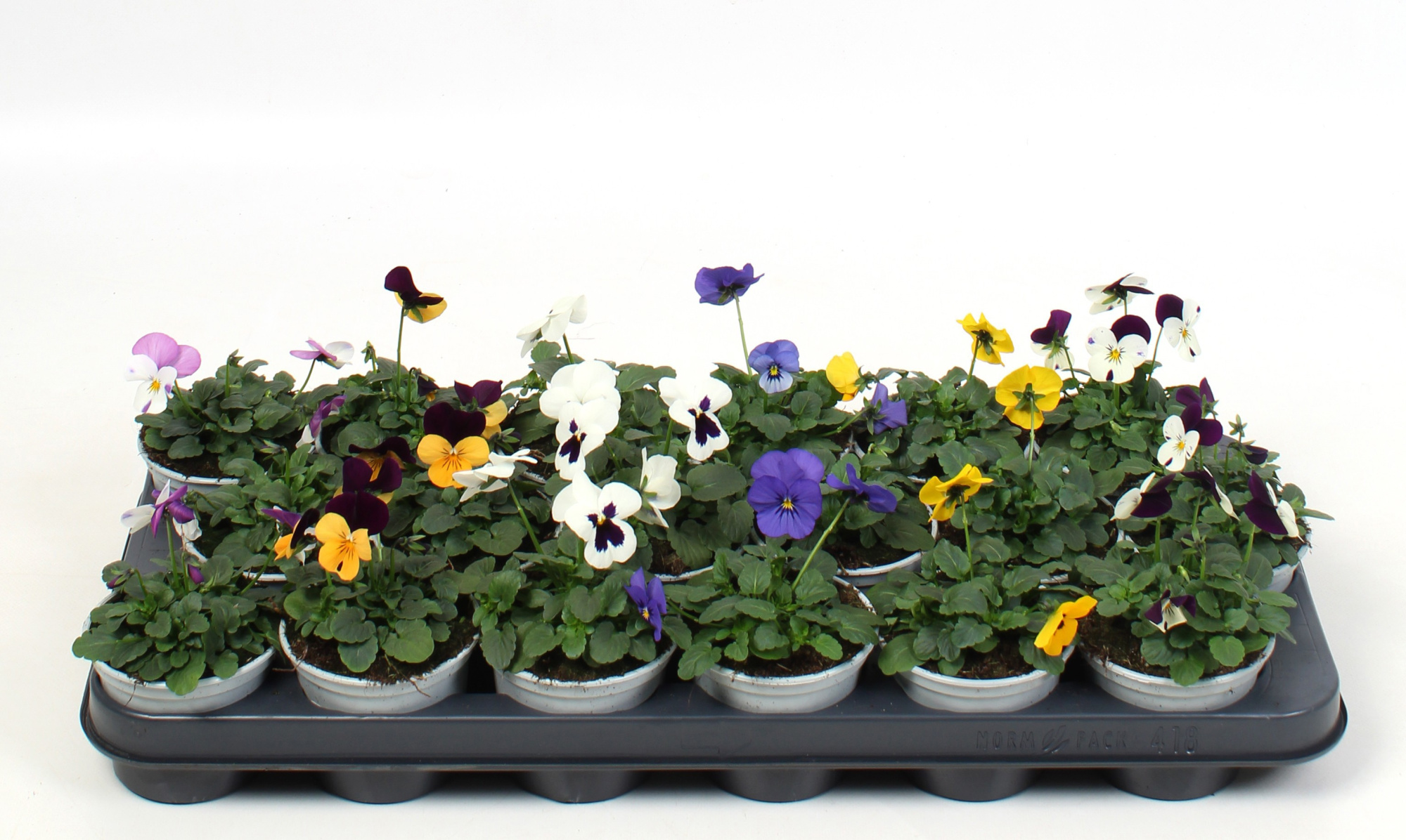 Viola Mixtray (viool), D 9
