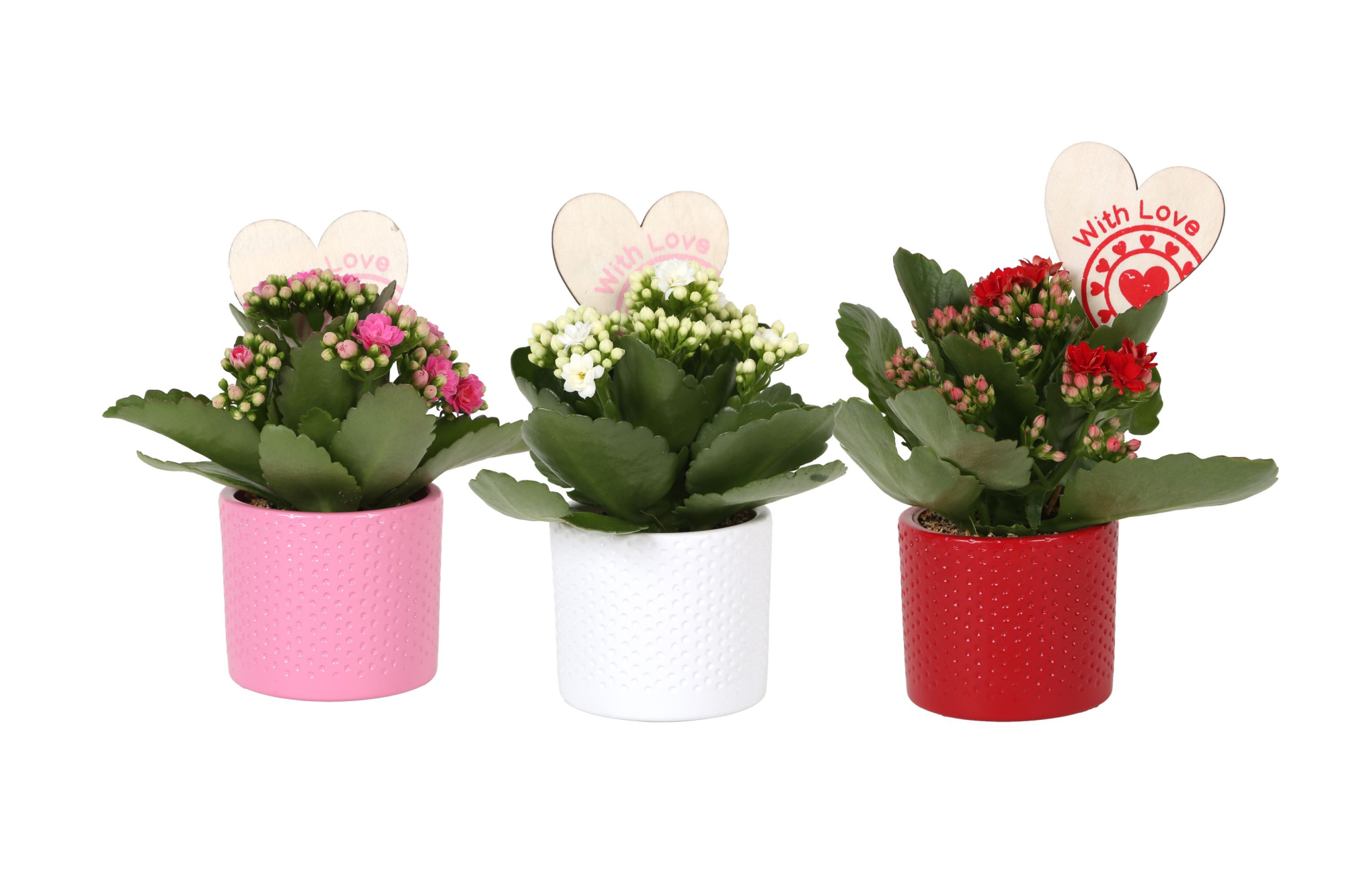 KP-753.3- Kalanchoe Rosalina 7cm in stippenpot en hartsteker, D 7