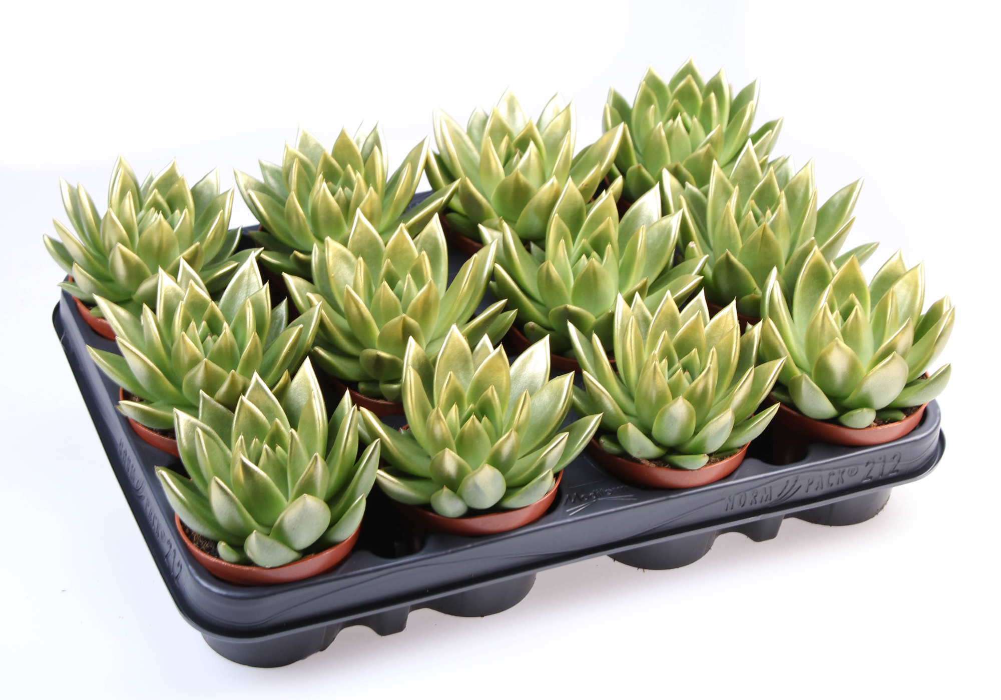 Miranda gold tips, D 8,5