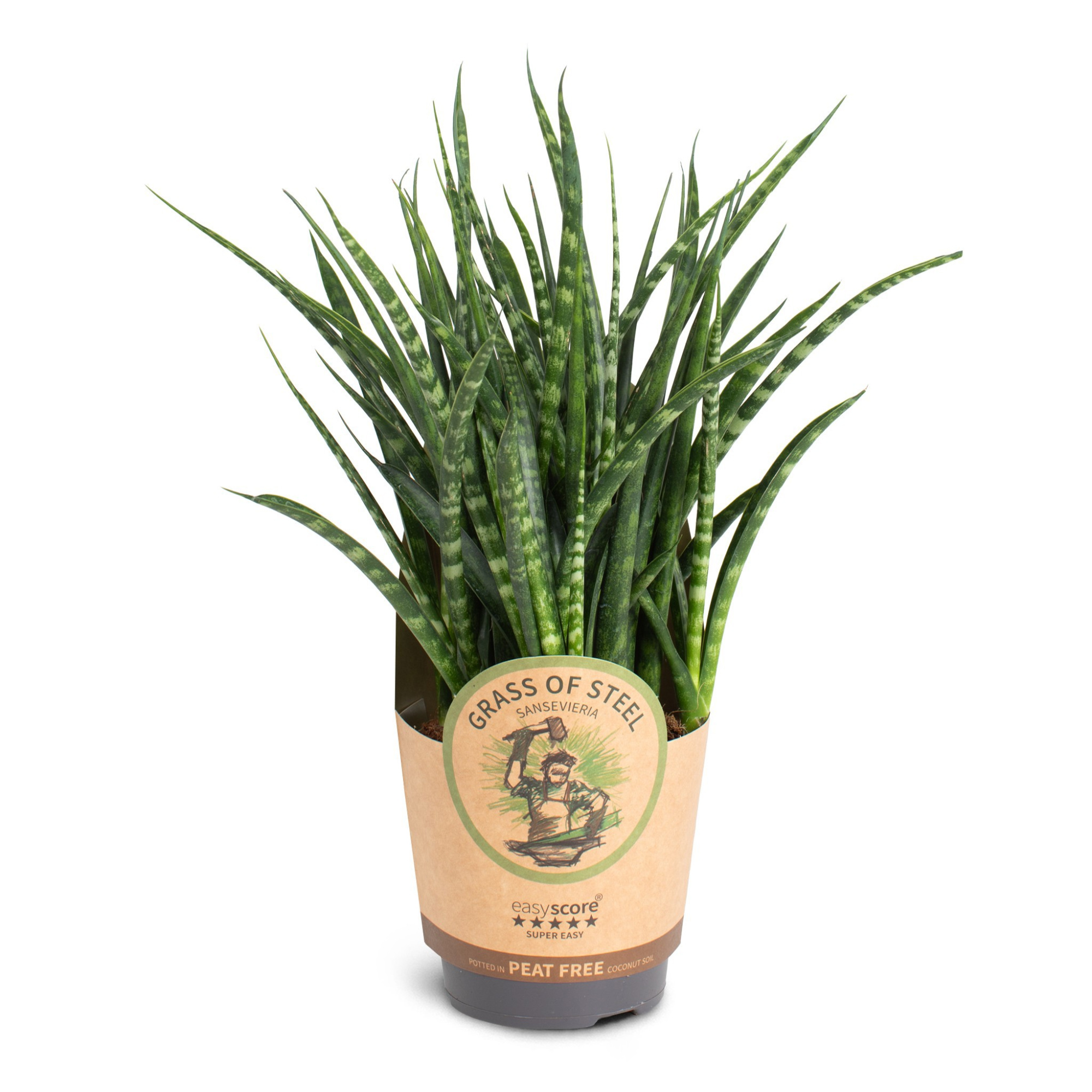 Sansevieria ´Fernwood´, D 11
