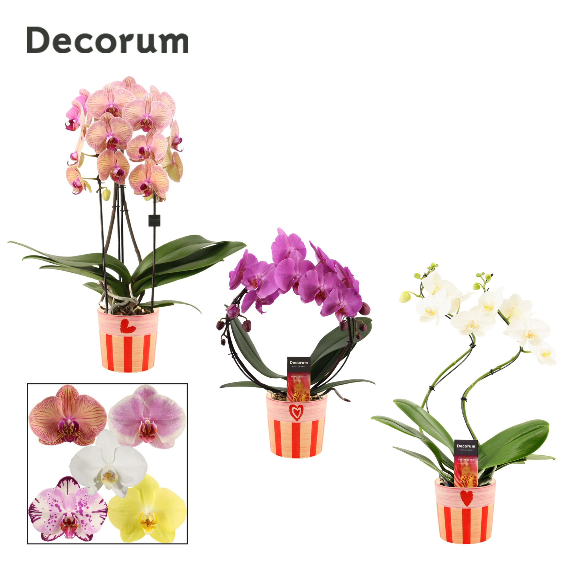 Phalaenopsis vormen mix 2 tak in Romée (Sympathetic moods-collec, D 12