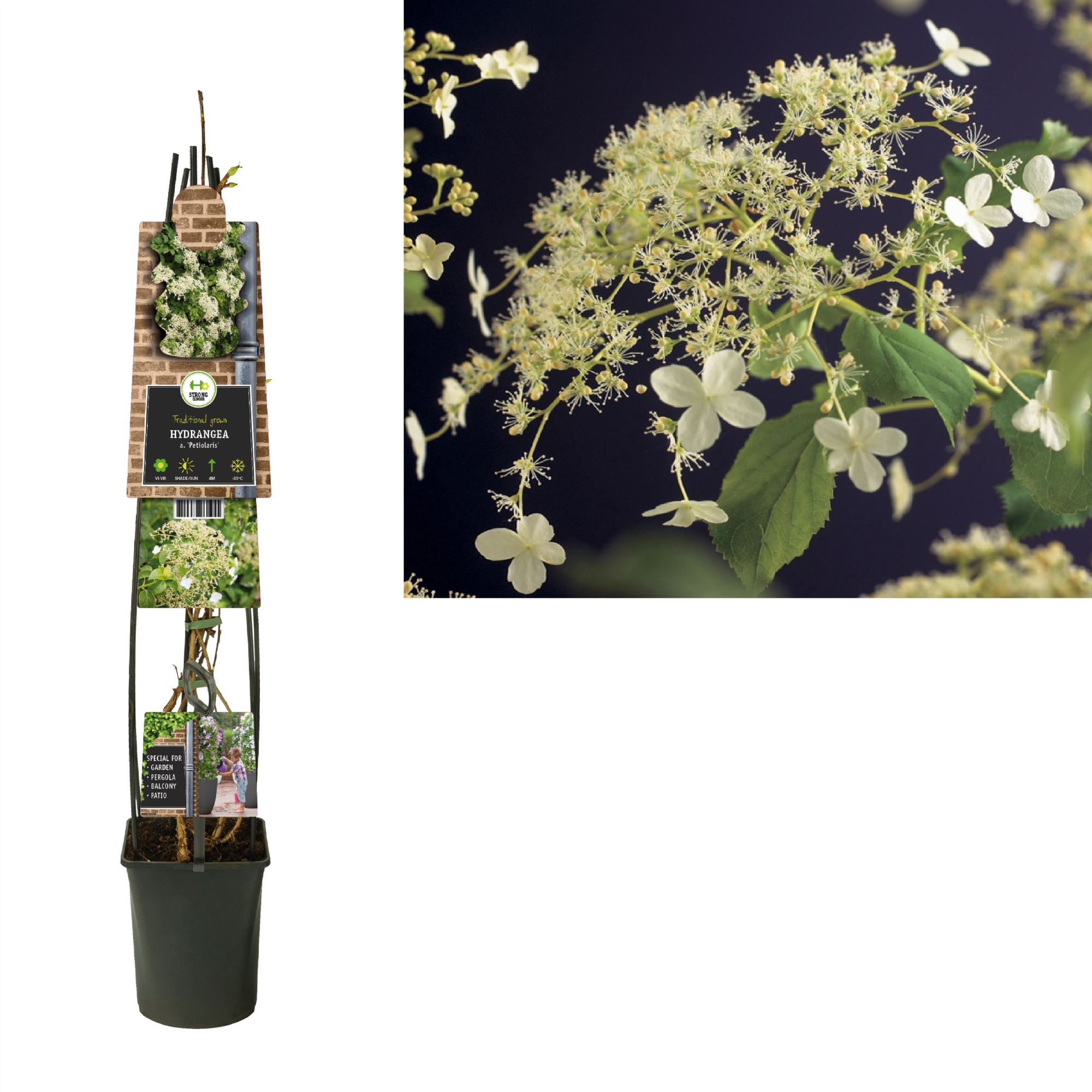 Hydrangea a. 'Petiolaris' +3.0 label, D 23