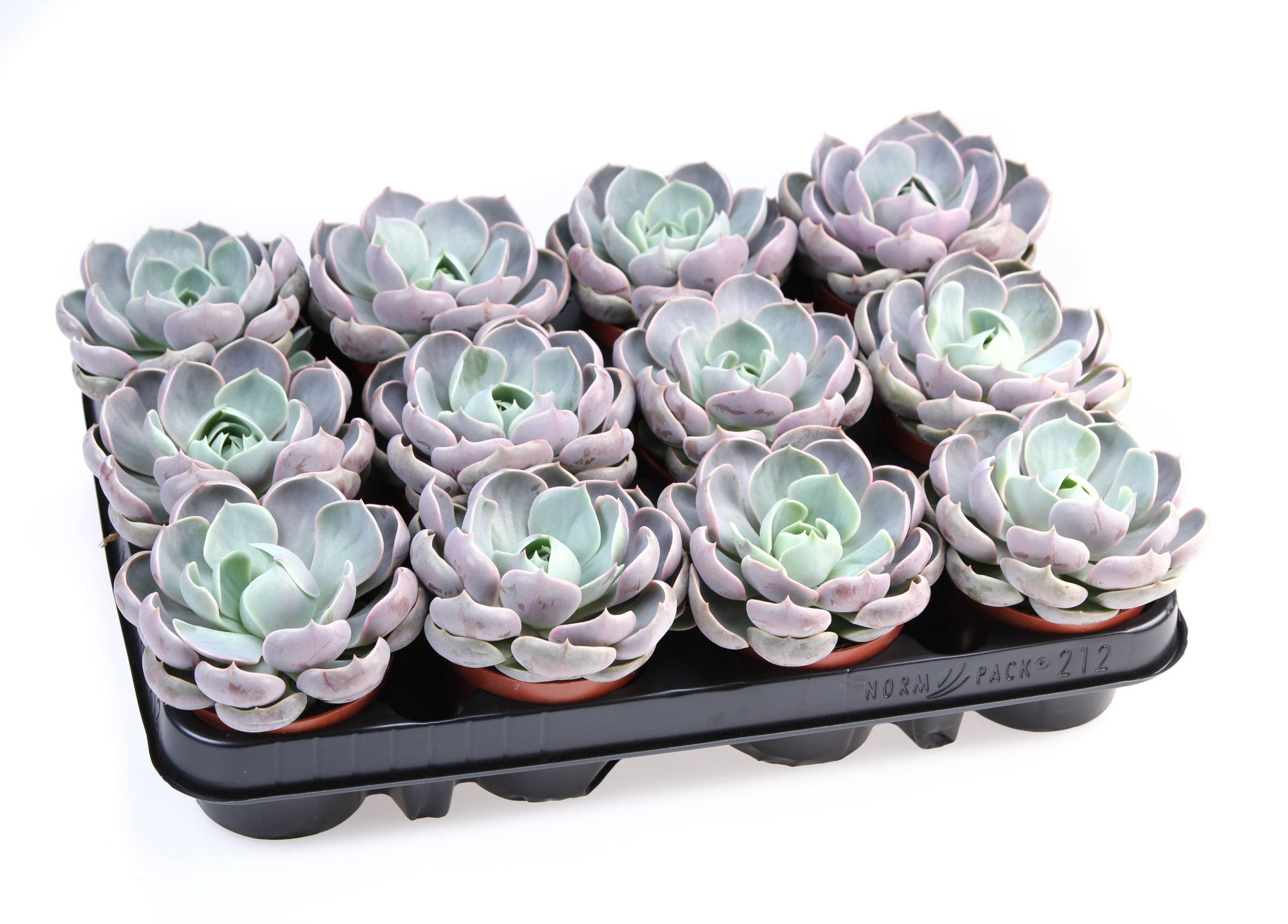 Echeveria Lotus, D 8,5