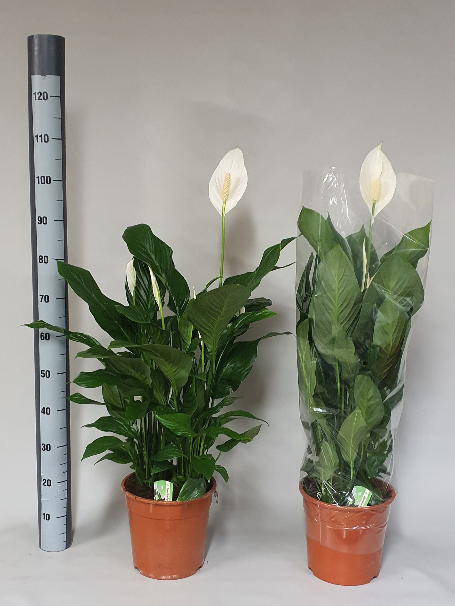 Spathiphyllum 'Sweet Silvana' KLOK, D 24 cm