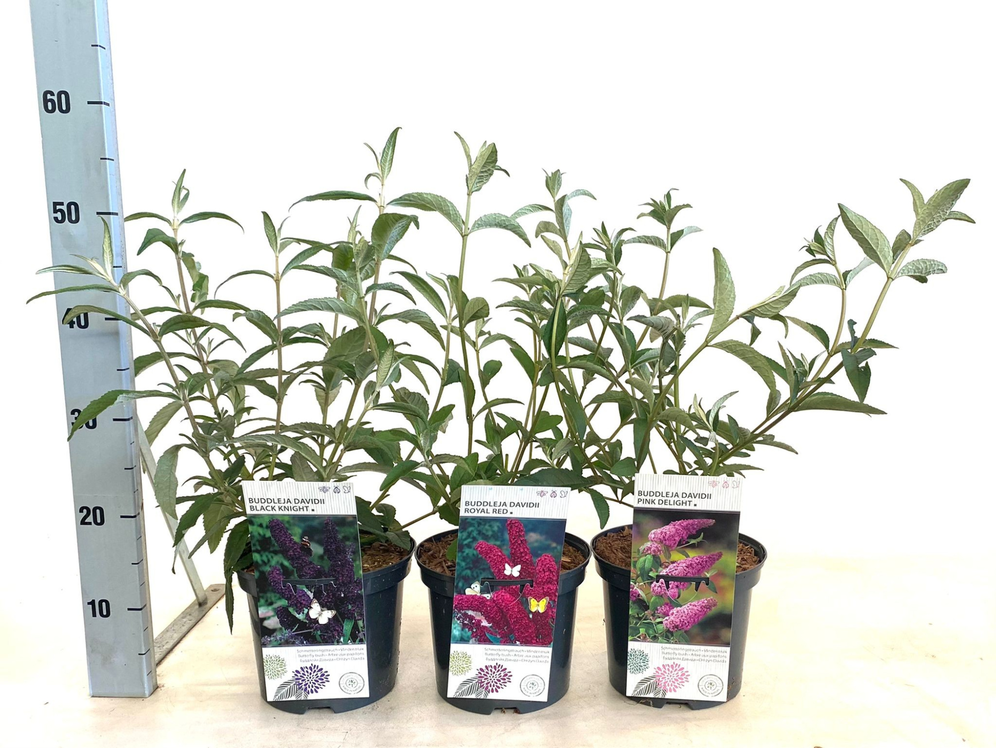 Buddleja davidii i.S. (Empire Blue, Ile de France, White Profusion), D 19