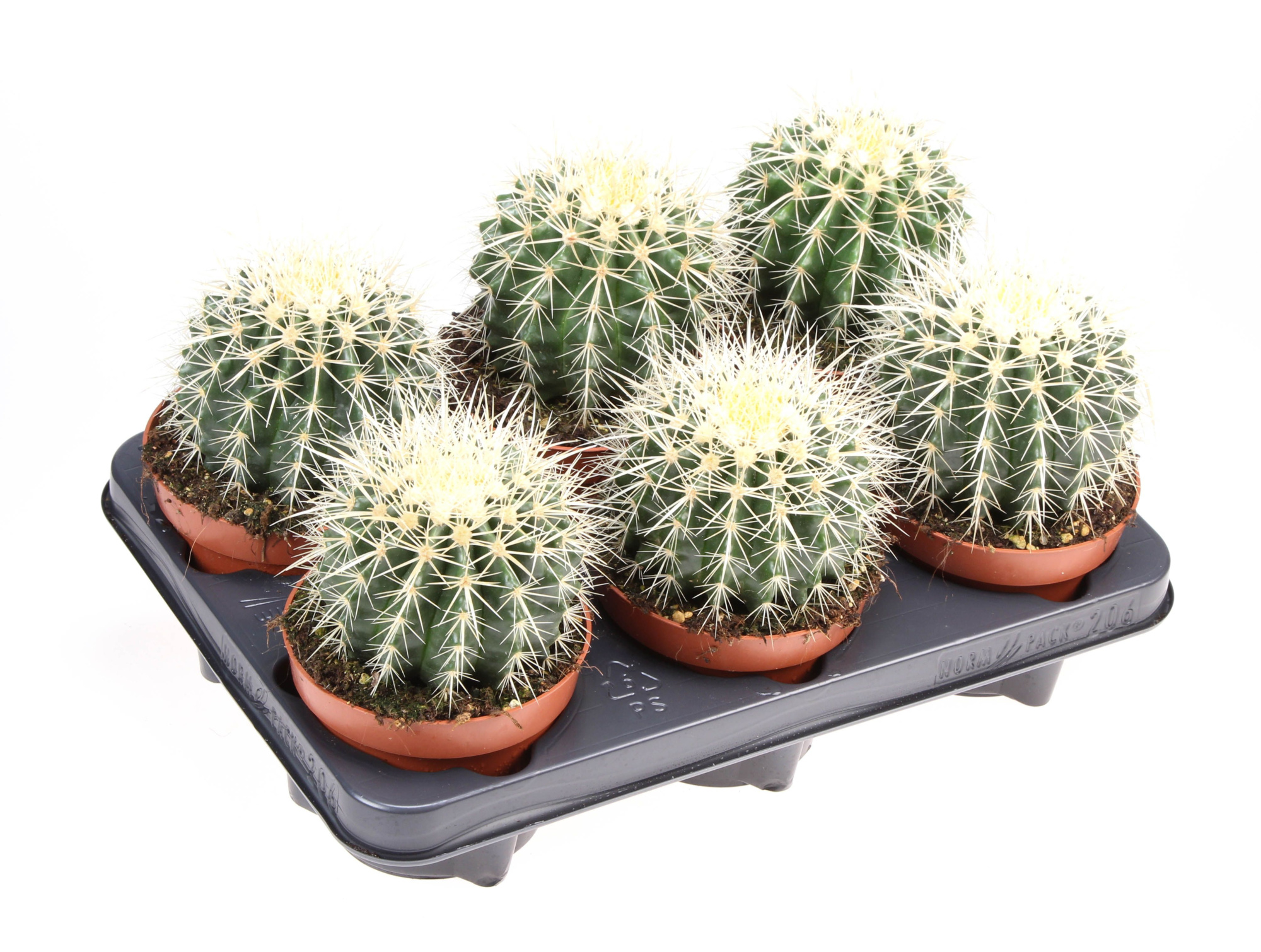 Echinocactus grusonii, D 12