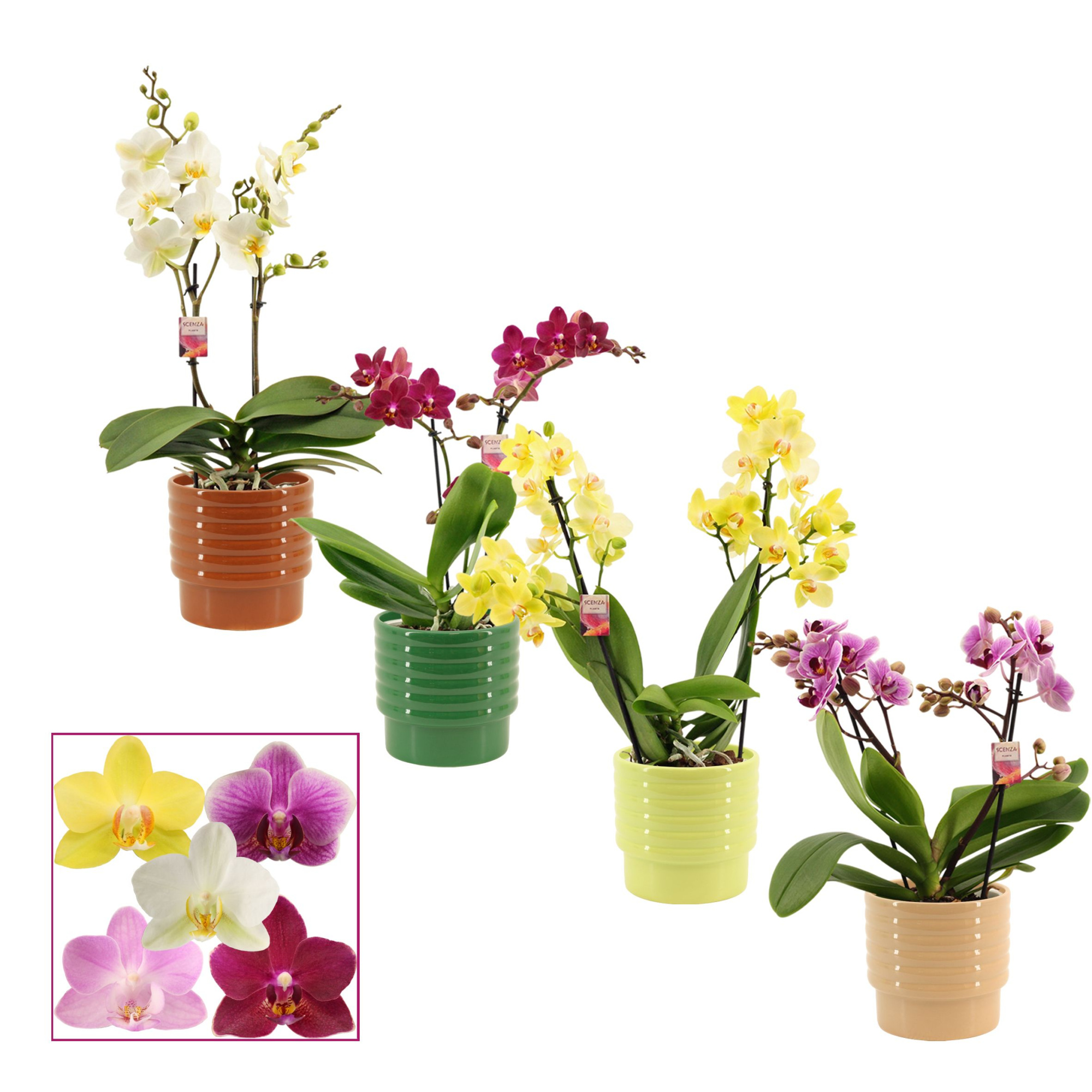 Phalaenopsis multiflora 2 tak mix in Naemi (Natural bubble-colle, D 12