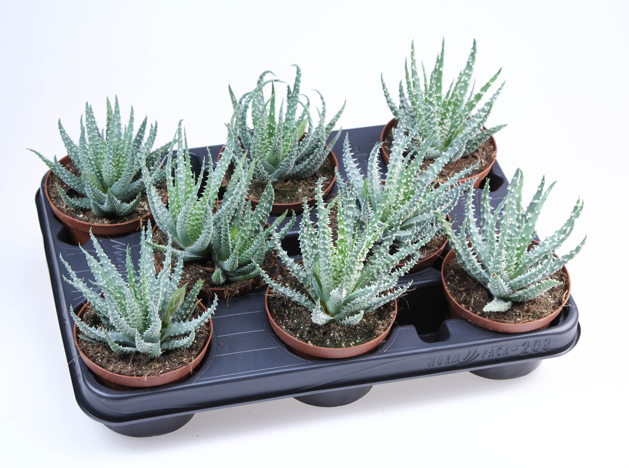 Aloe Humilis, D 10,5