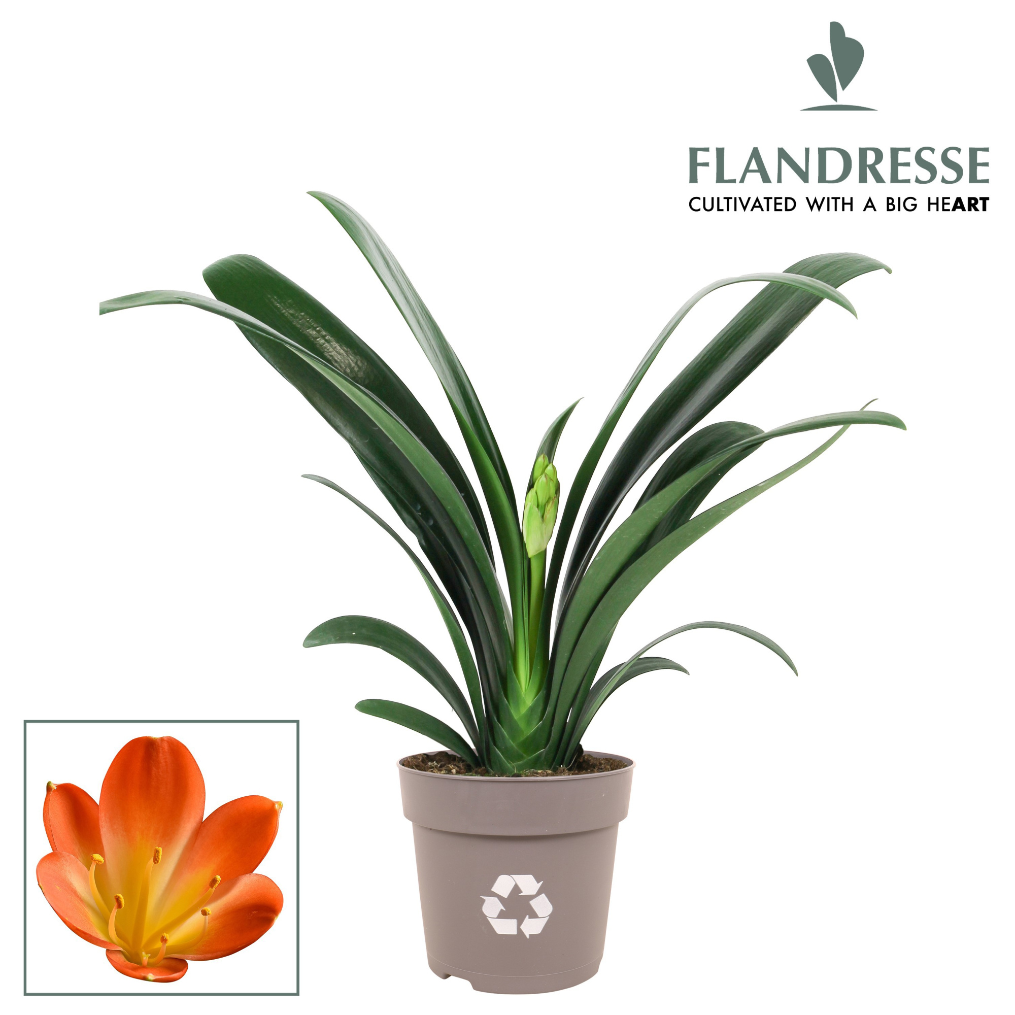 Clivia Flandresse® Strong! Extra orange, D 13