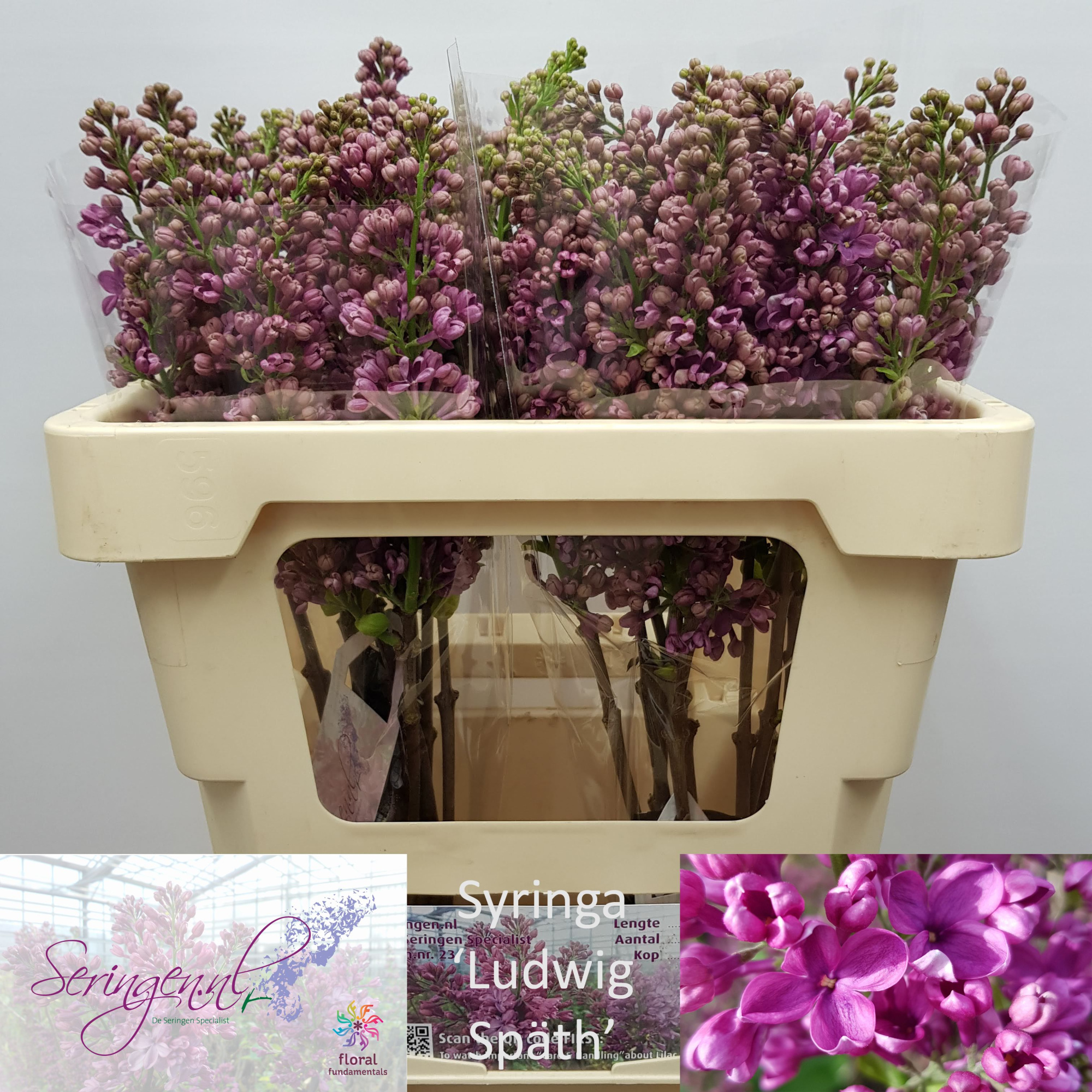 Сирень Людвиг Шпат 50 (фиолет.), шт.
