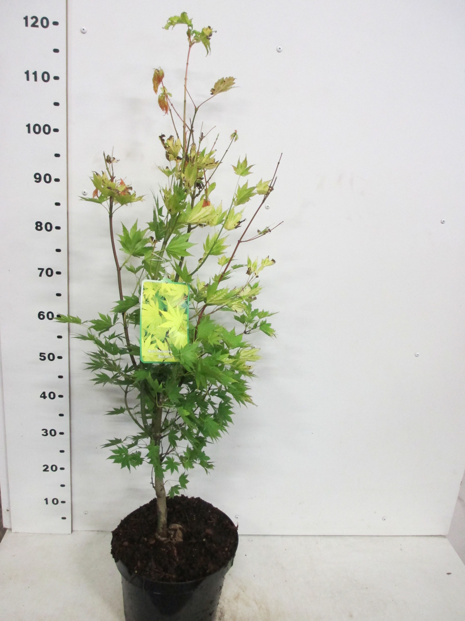 Acer shirasawanum Jordan 60-80 P26, D 26