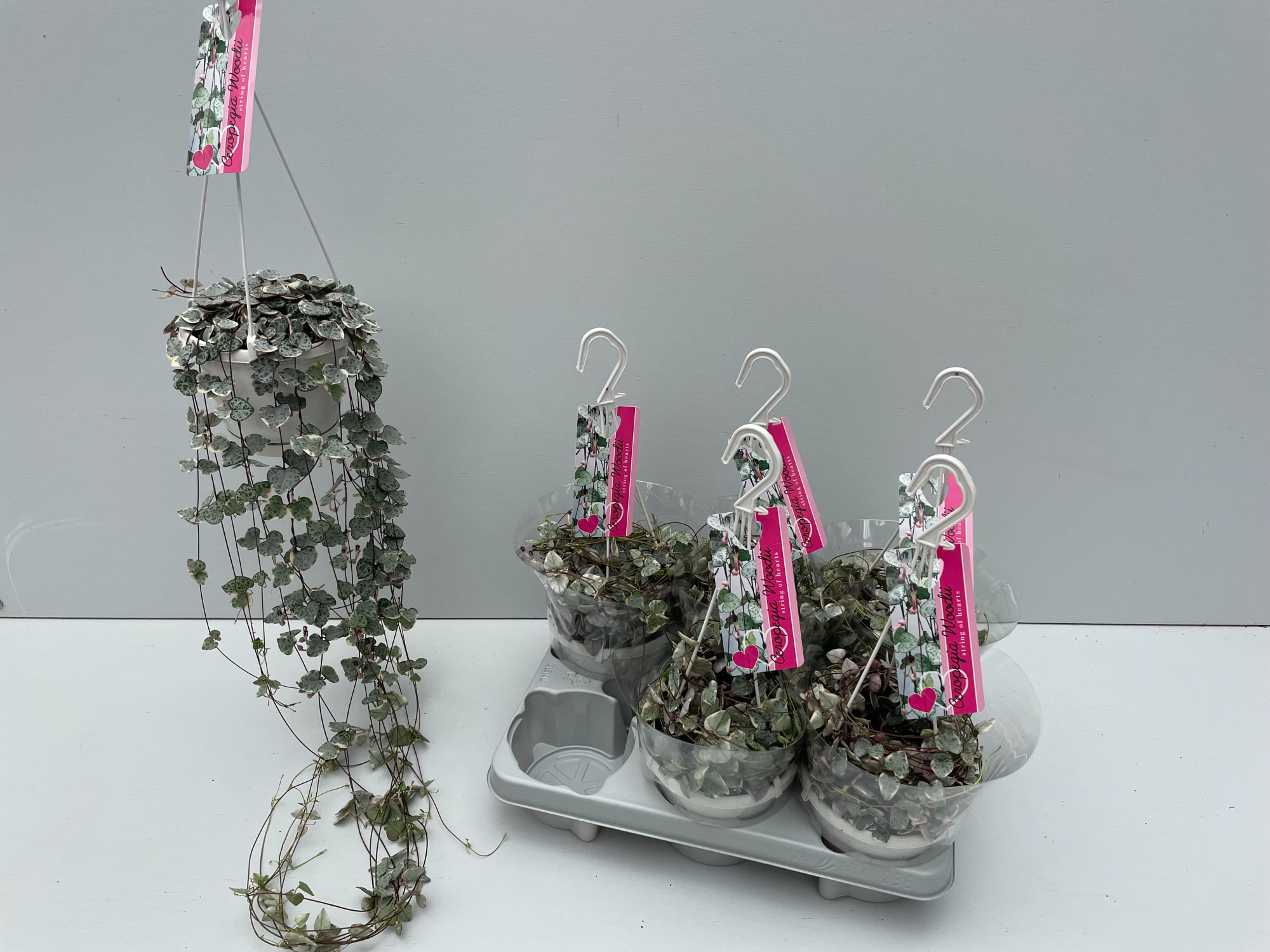 Ceropegia Woodii Variagata, D 14