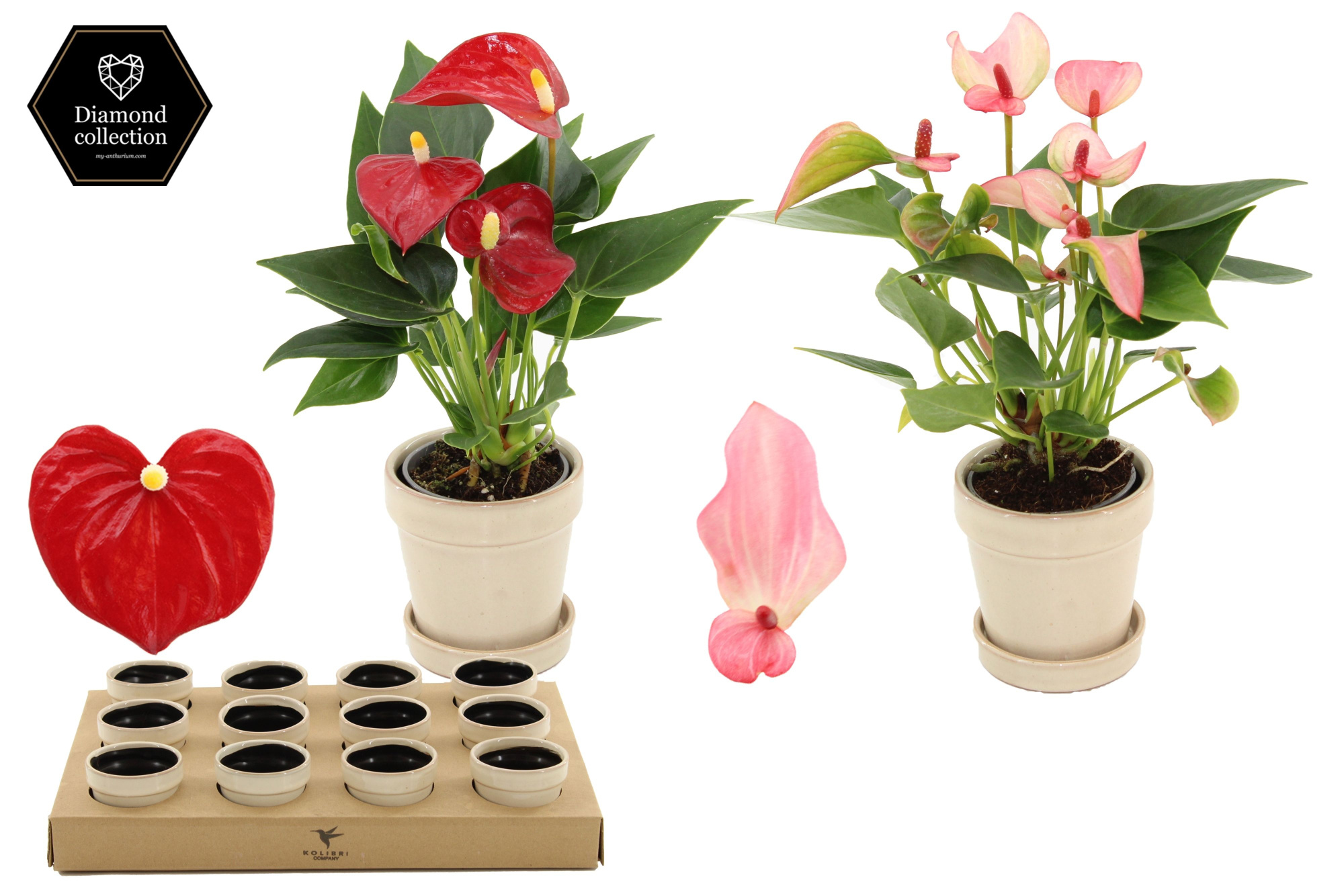Anthurium 6 cm 2 color mix in Flower Sand ceramics, D 6