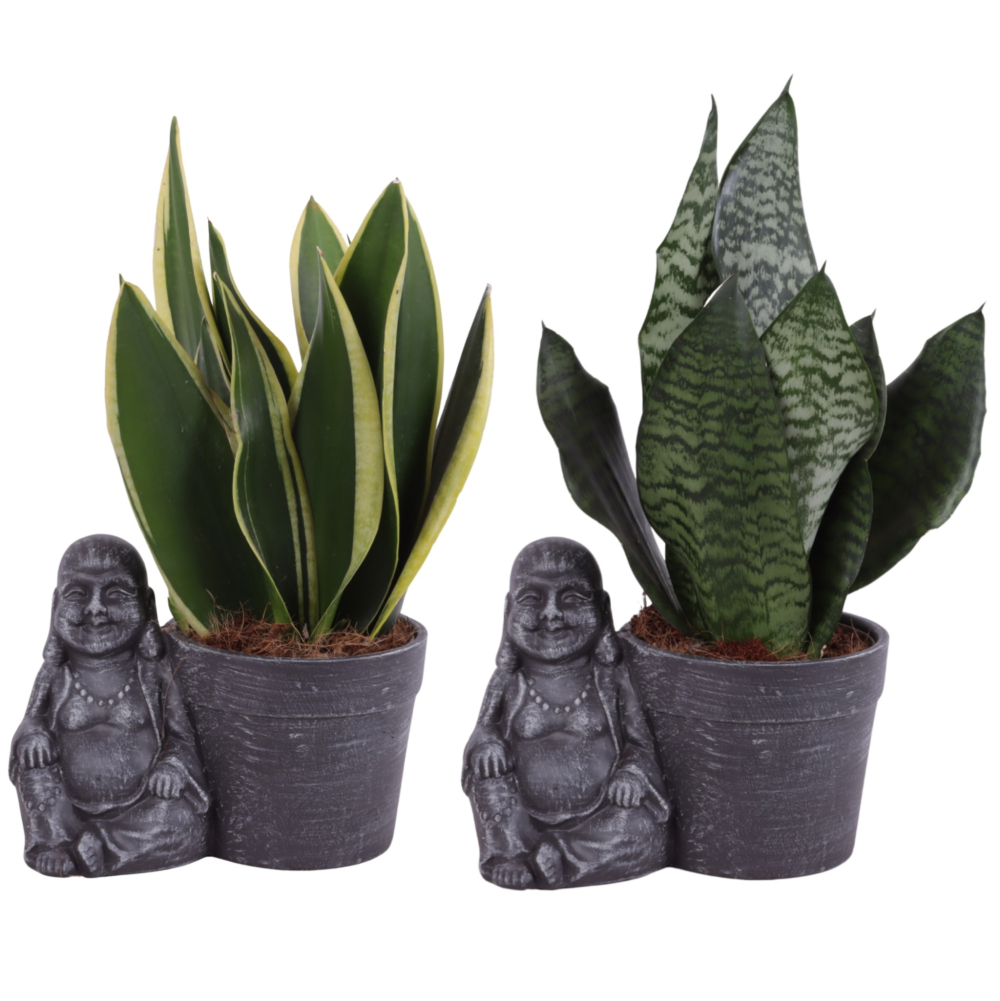 Sansevieria mix Ø12cm in Ceramic Sitting Buddha Ø21cm, D 21