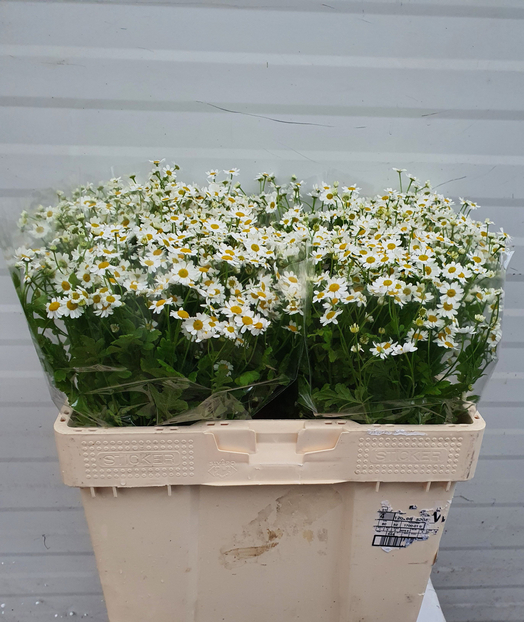 Танацетум Сингл Вегмо 55 (бел.), шт.