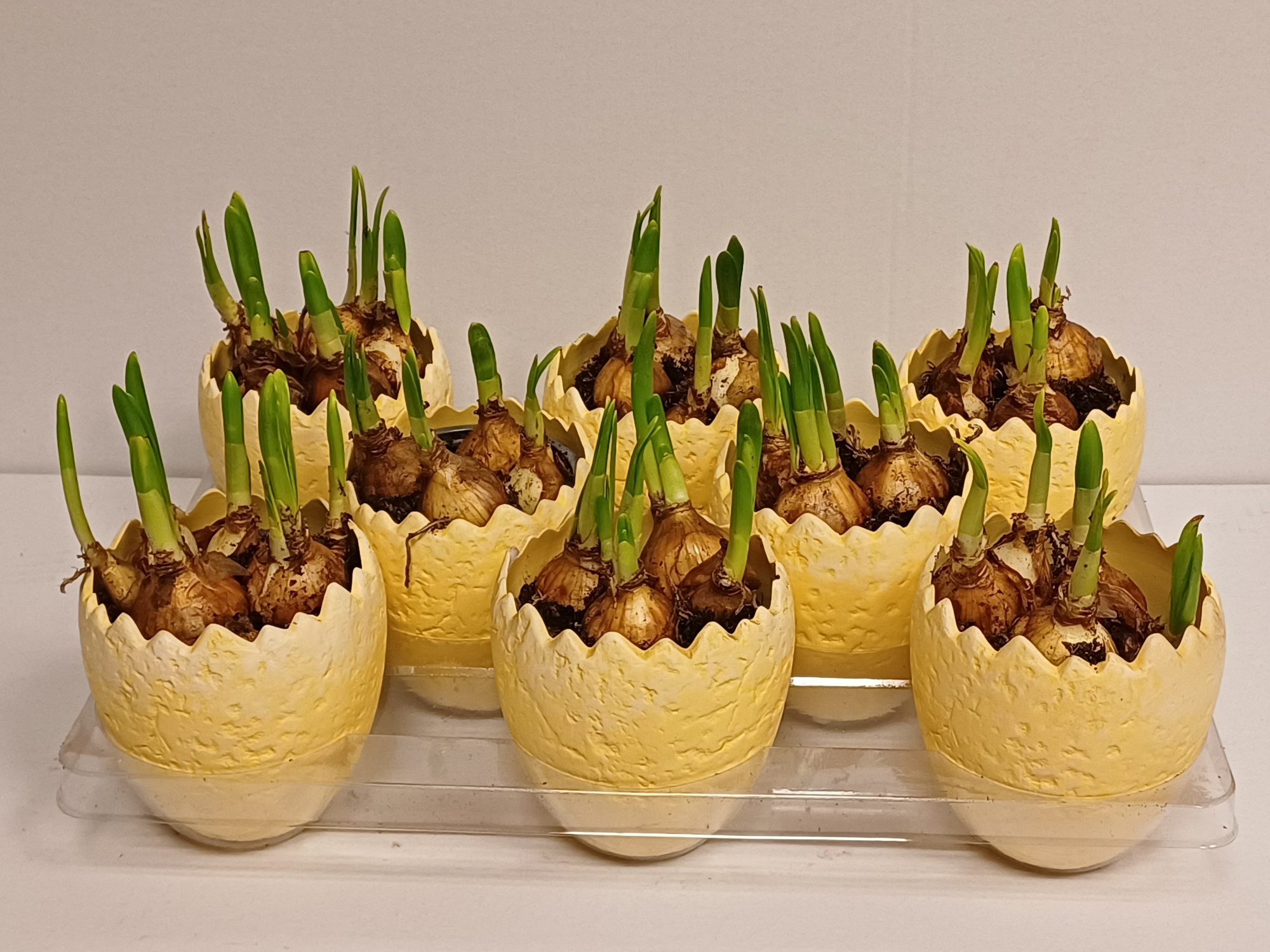 61 ei keramiek, D 10