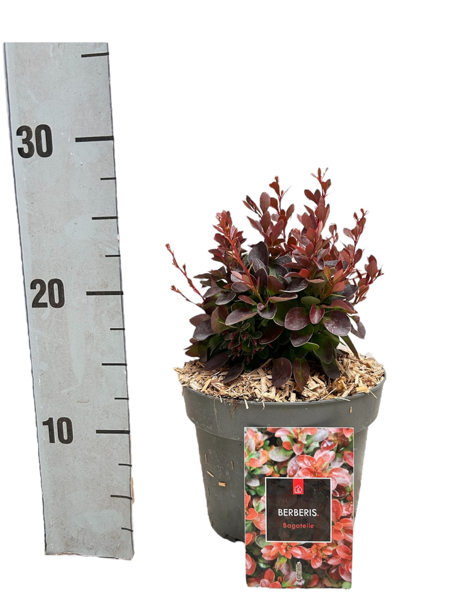 Berberis thunbergii 'Bagatelle', D 17