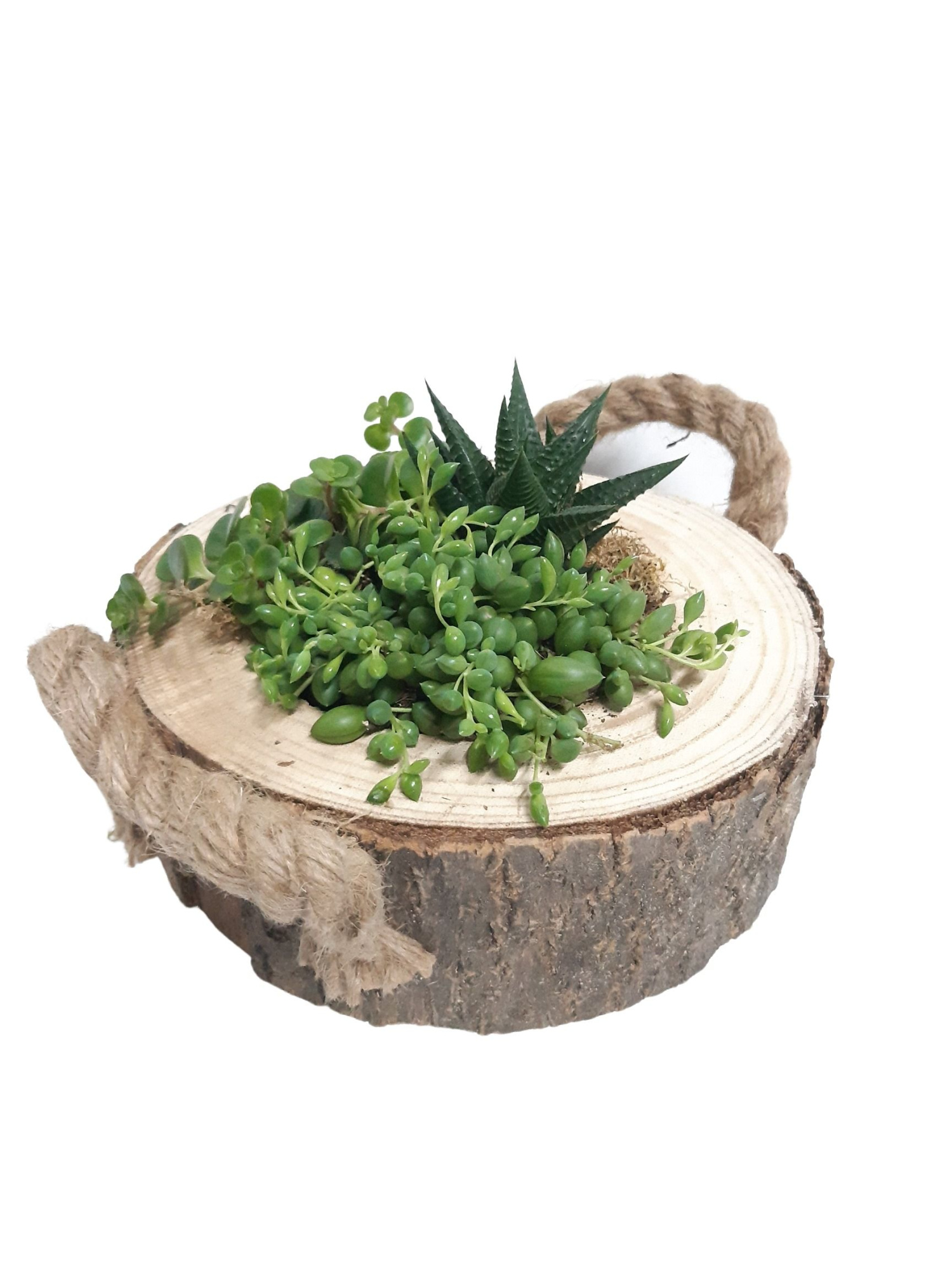 BSL20GMX Boomstam Schijf Laag mini gr.mix, D 20