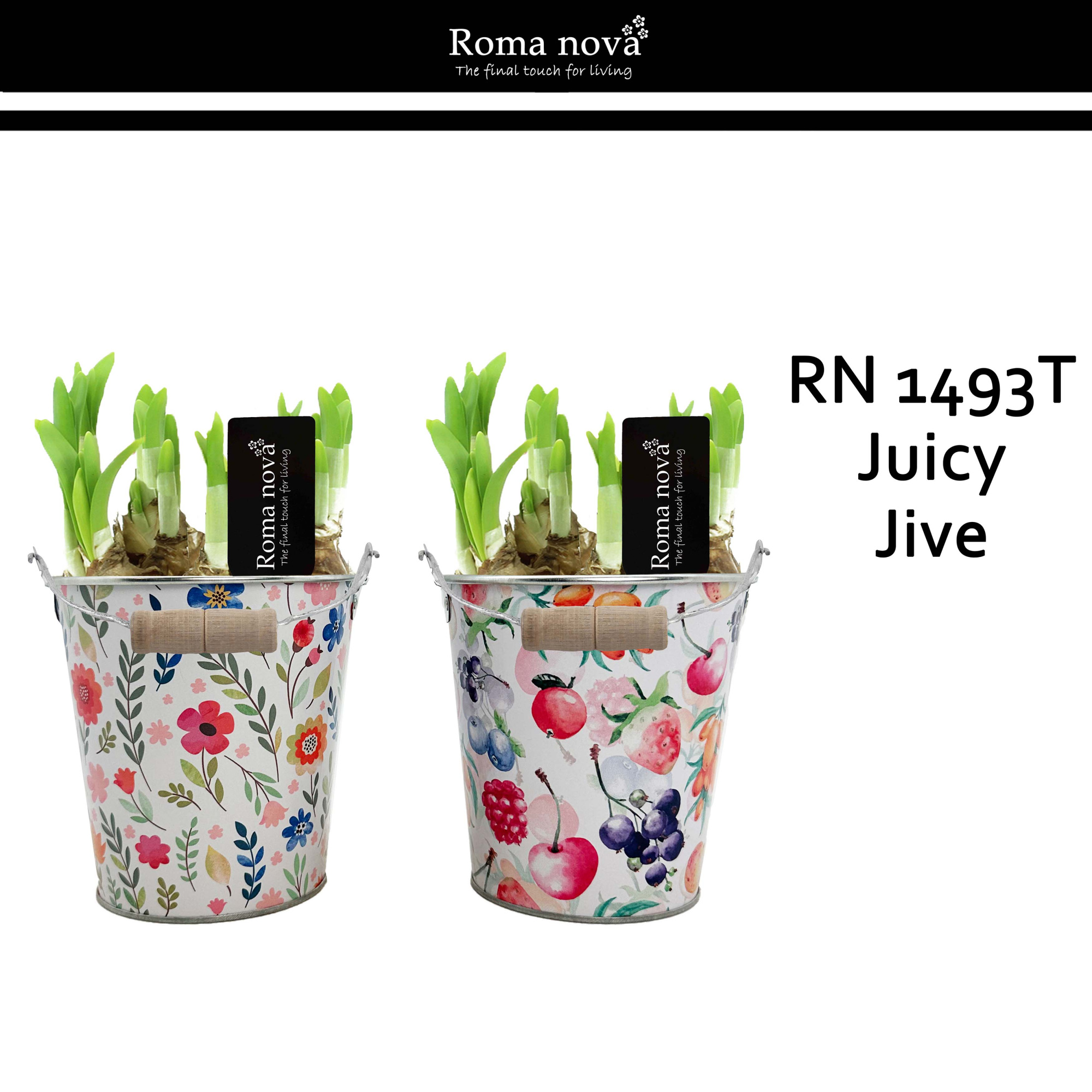 1493T - Juicy Jive (Tete a Tete), D 14