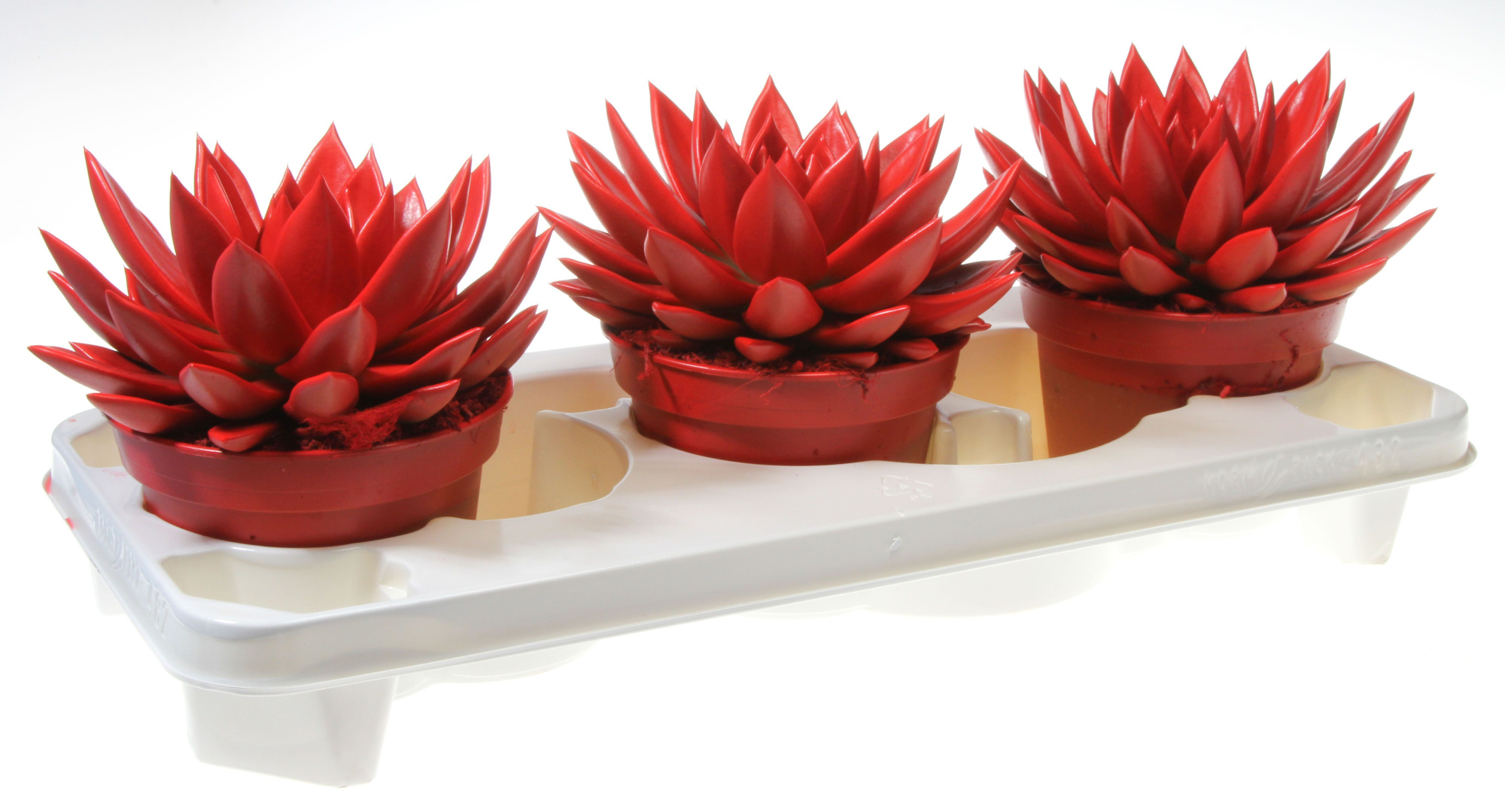 Rainbow bright red, D 15