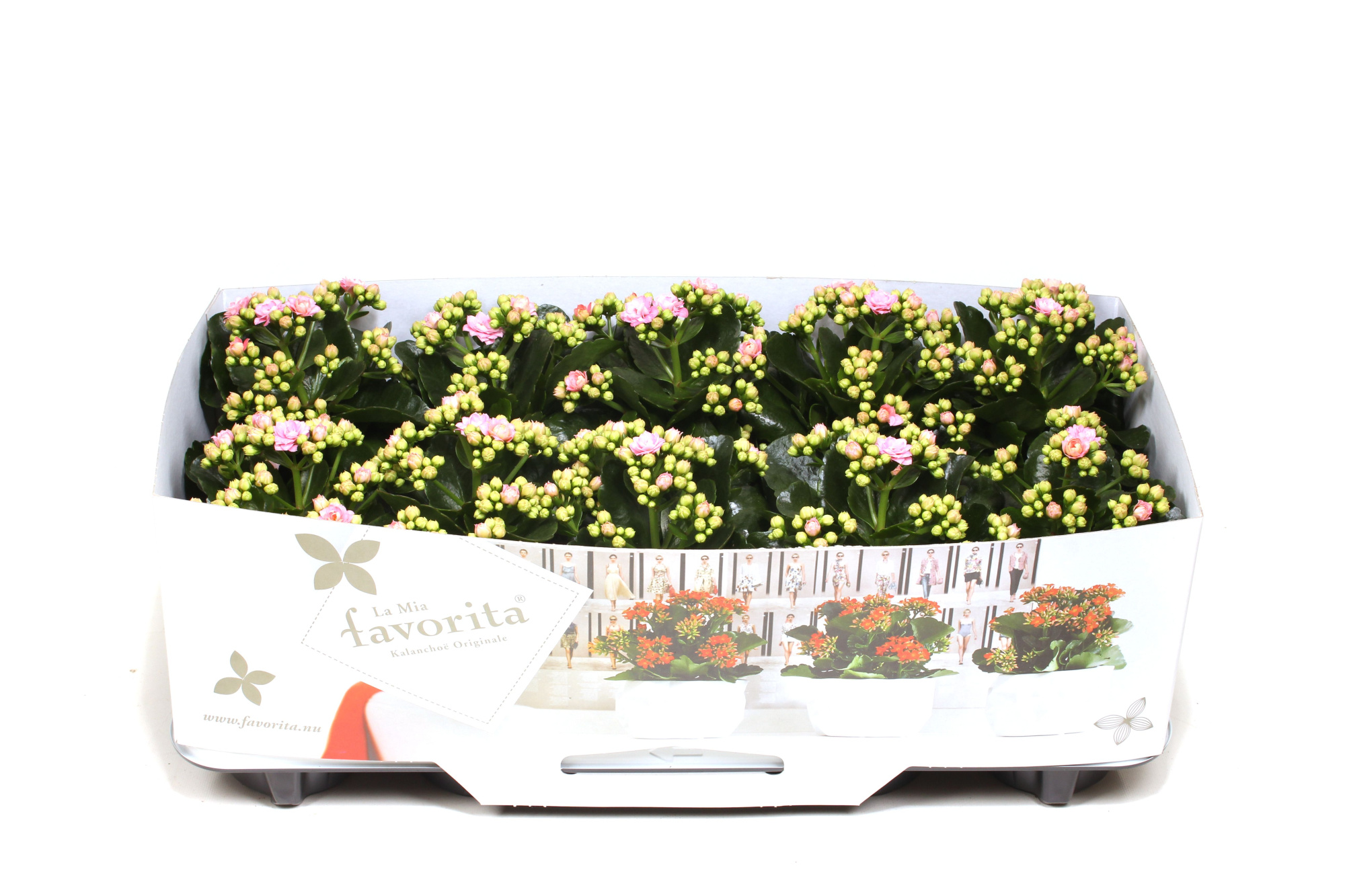 Kalanchoe Double Deluxe Pink No Sleeve, D 10,5