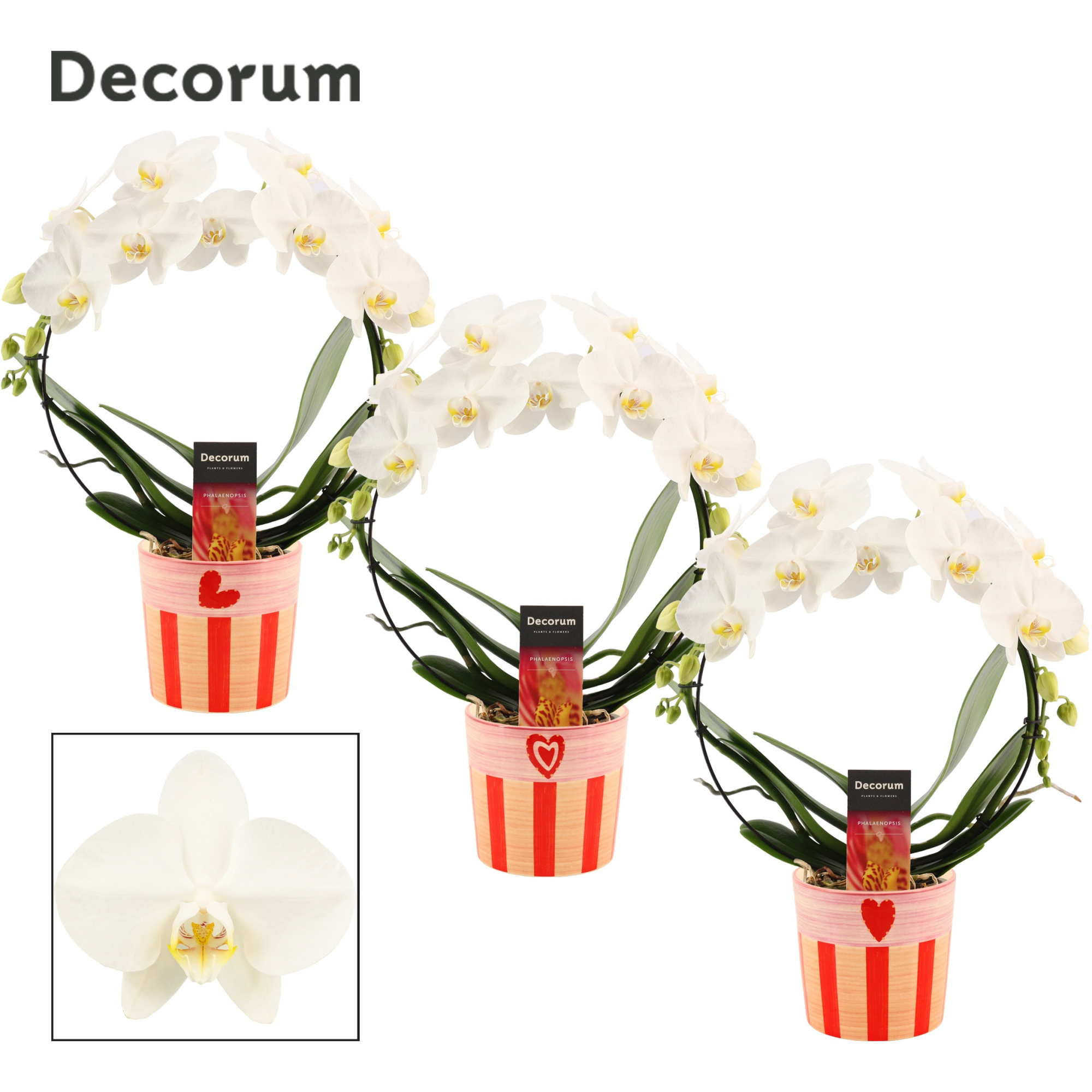 Phalaenopsis boog wit in Romée (Sympathetic moods-collection), D 12