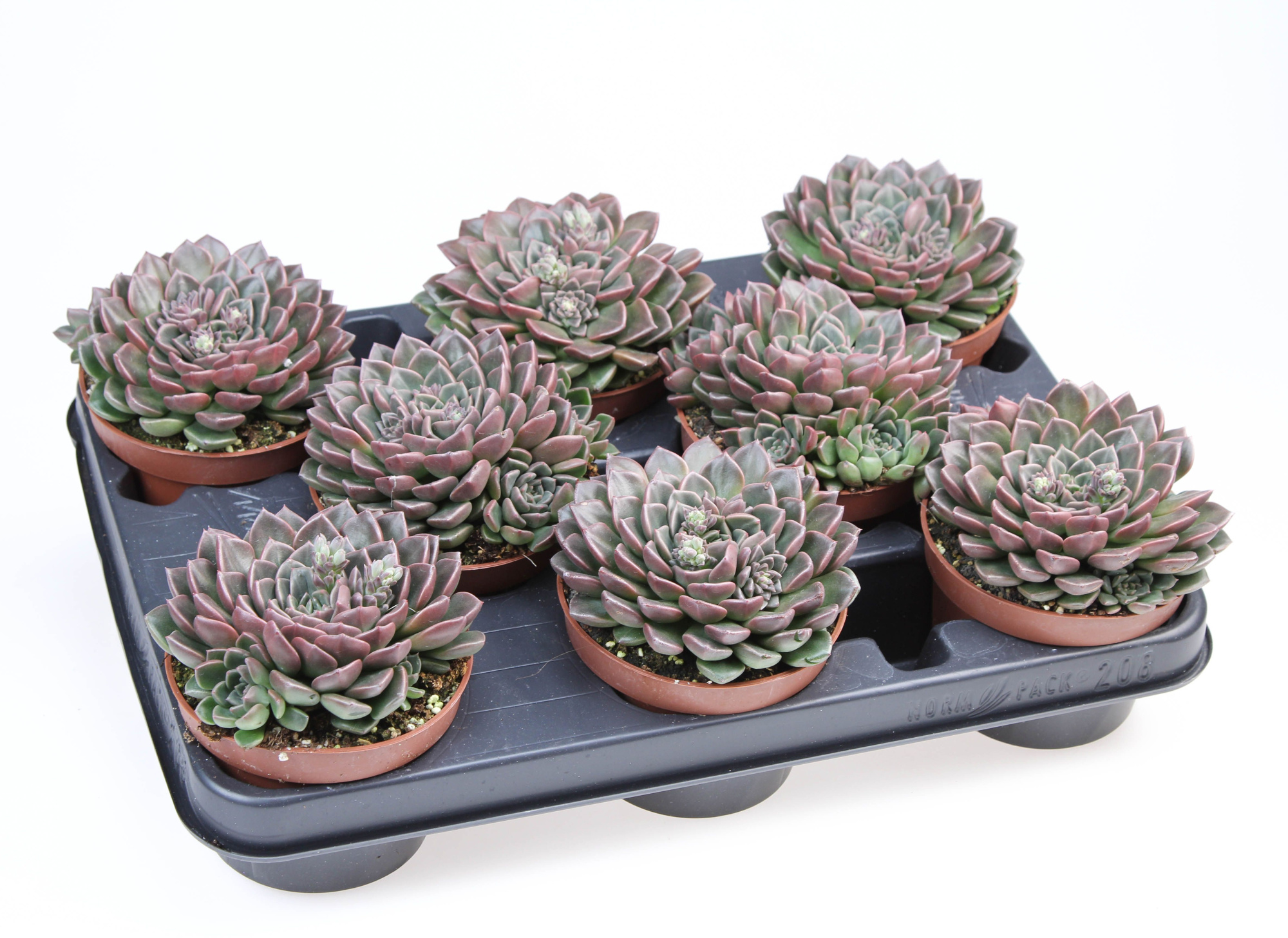 Graptopetalum Vega, D 10,5